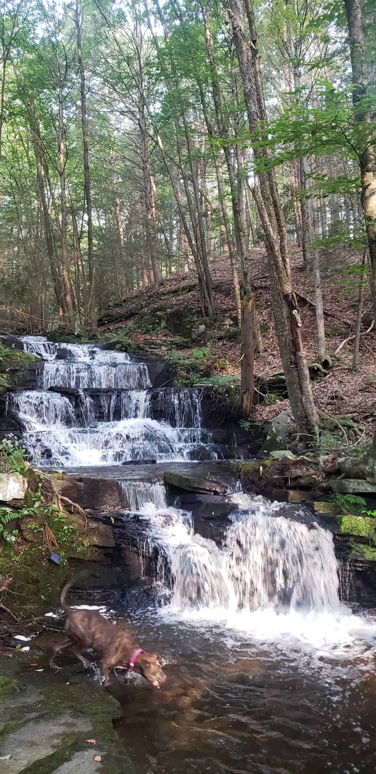 Waterfall Cabin