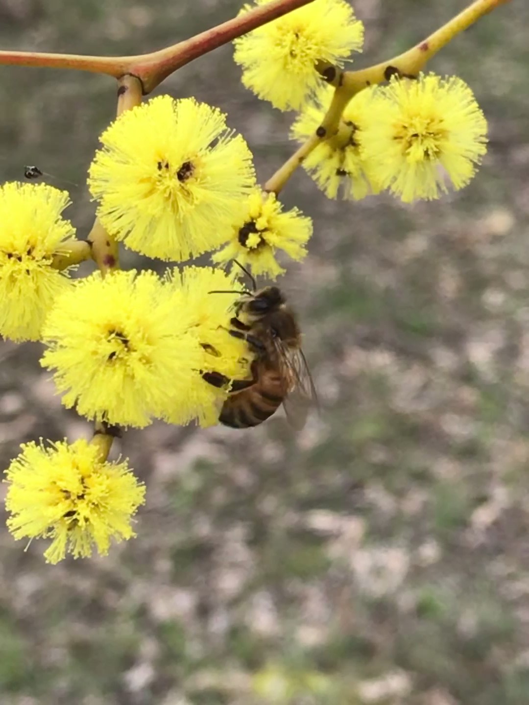 wattles and bees