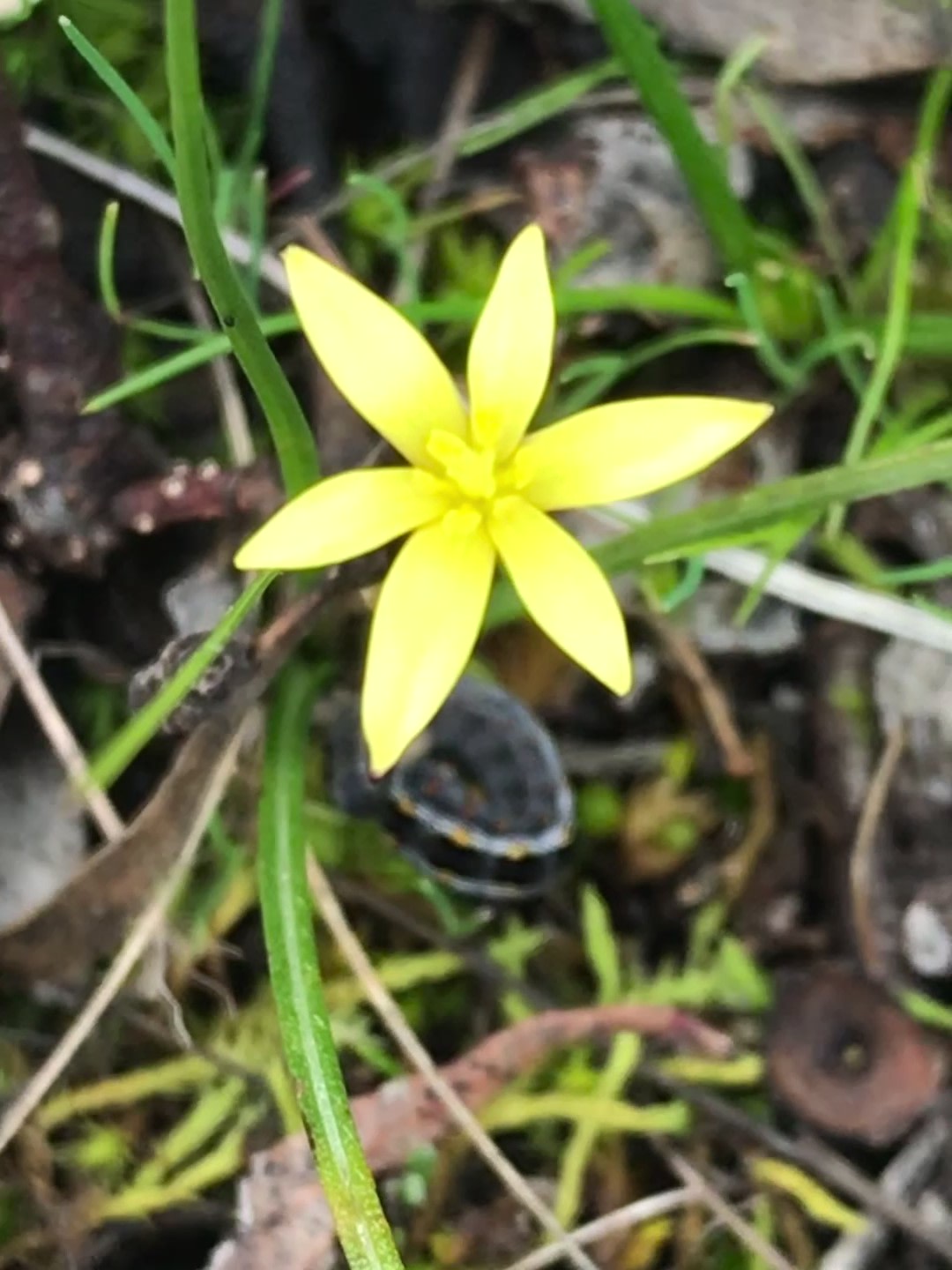 Lovely Bush Property