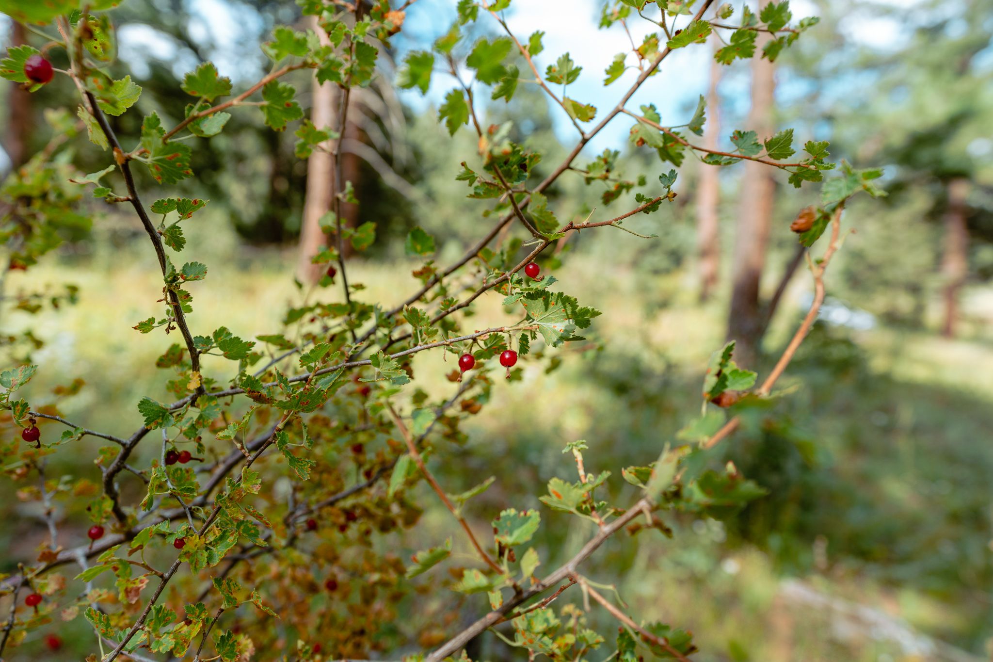 More nature features on the property.