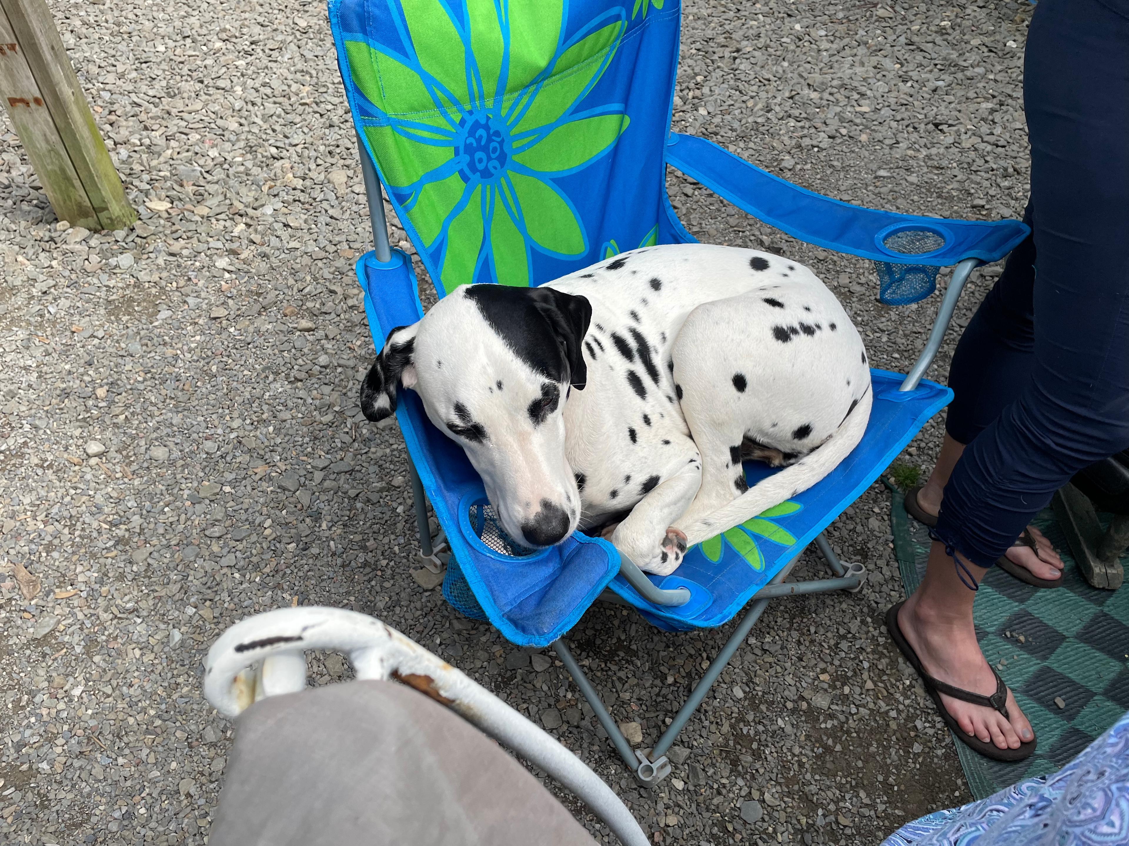 Jax, the chair stealer!