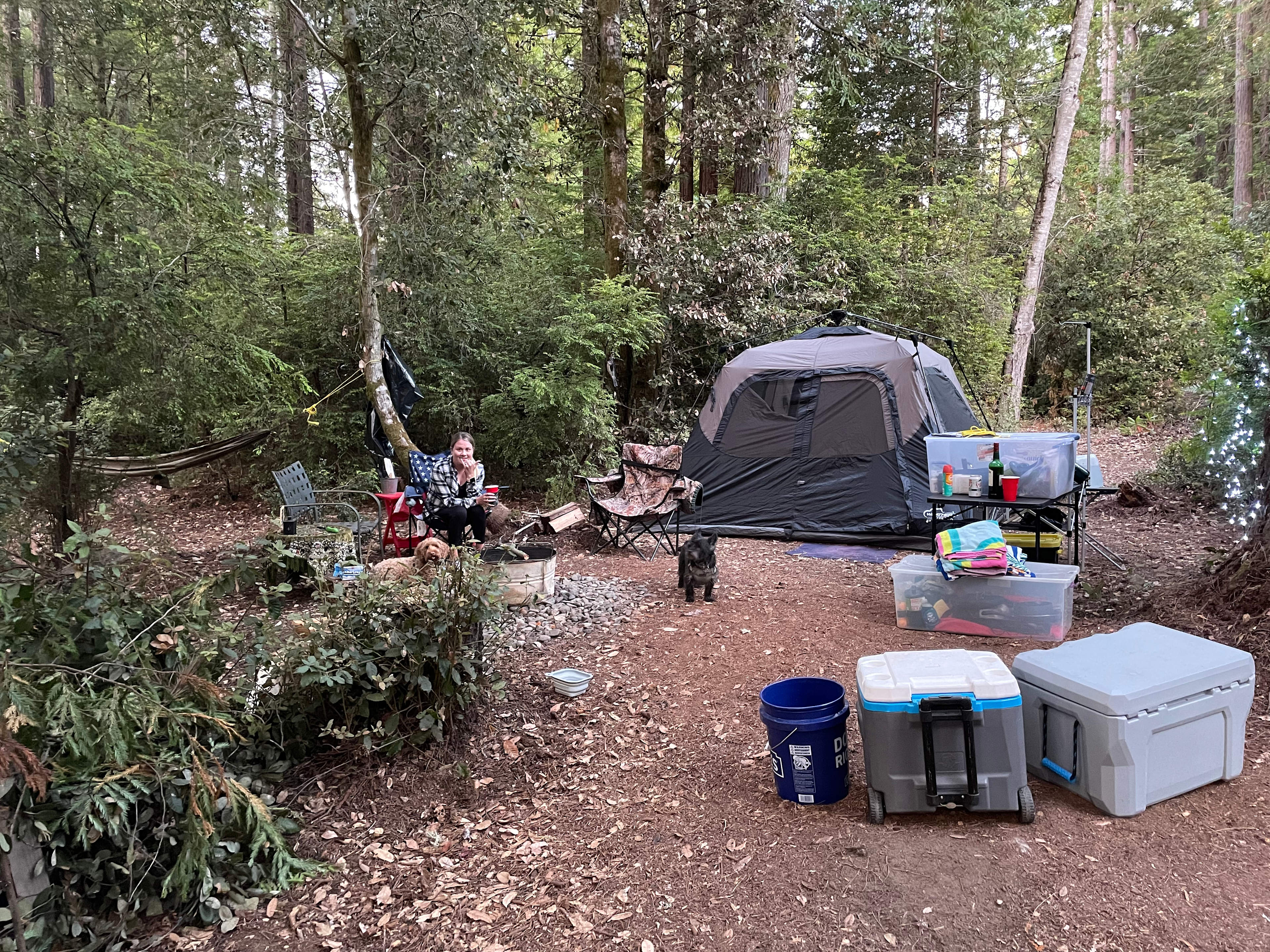 Redwood Forest Raven Haven