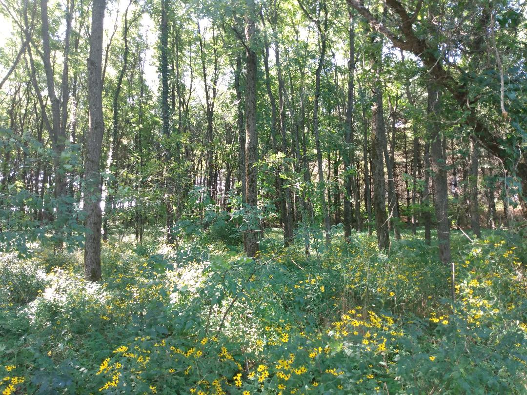 woods across from camper