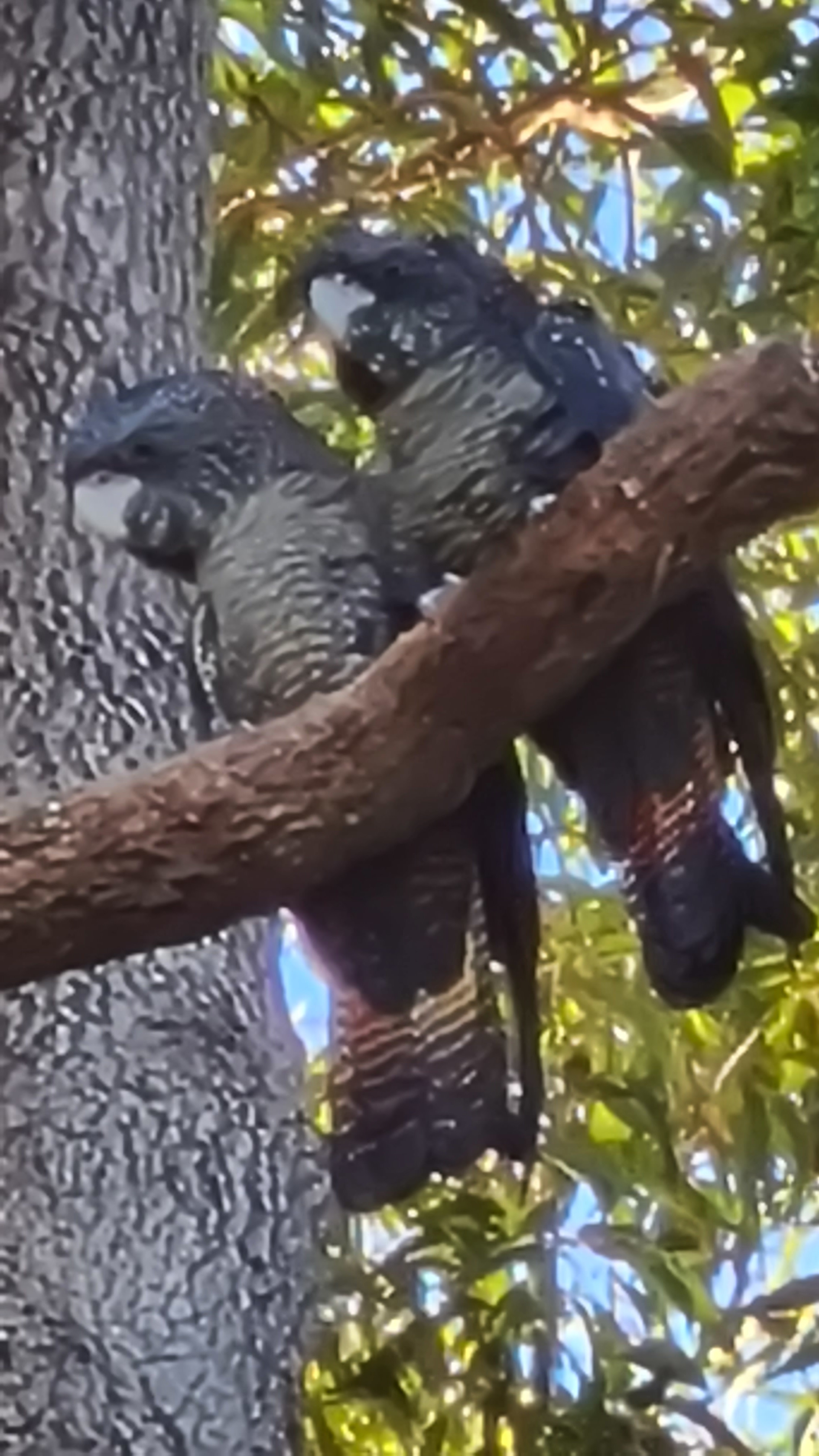 Little Eeden Farm Pine Camp