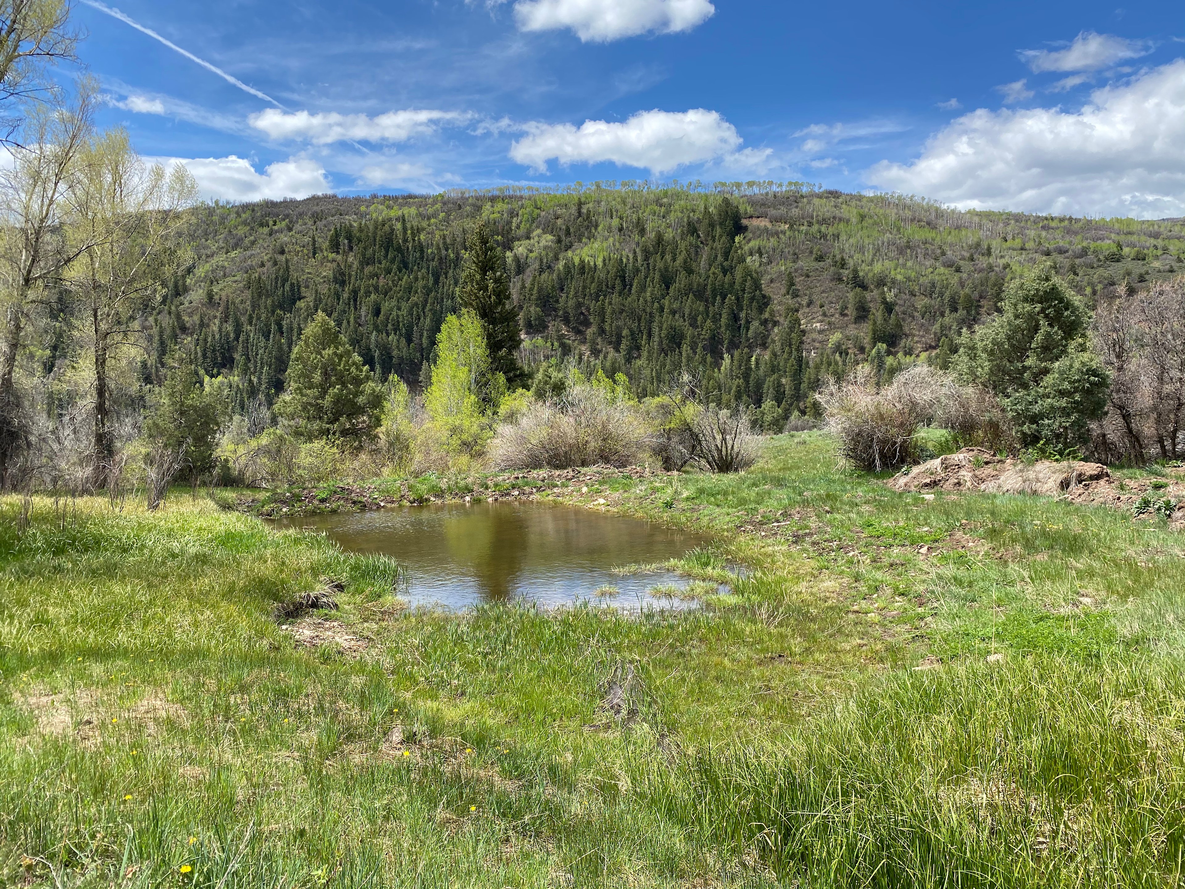 Small pond on property (no big fish)