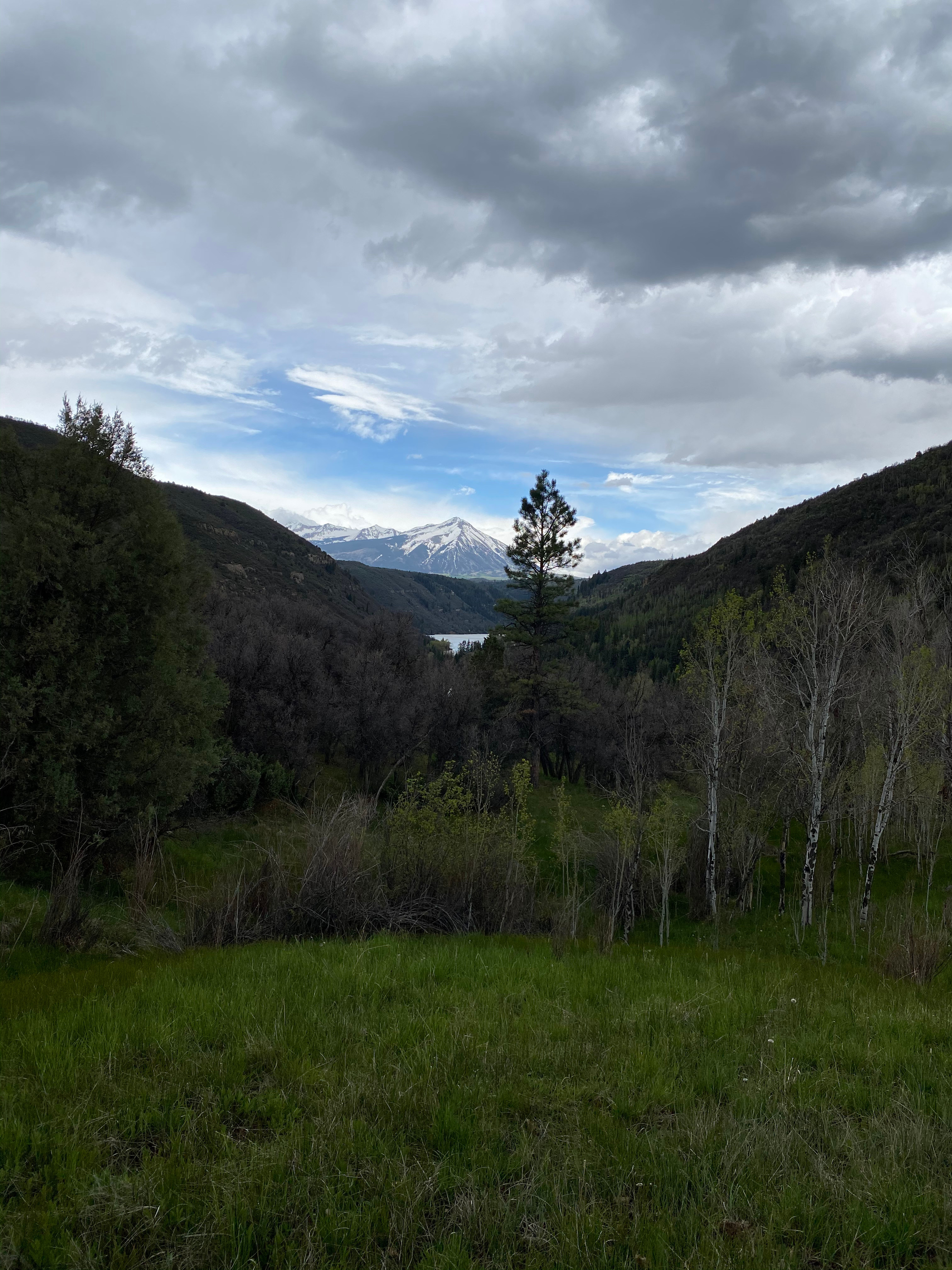 West Beckwith and the Ponderosa Pine. 