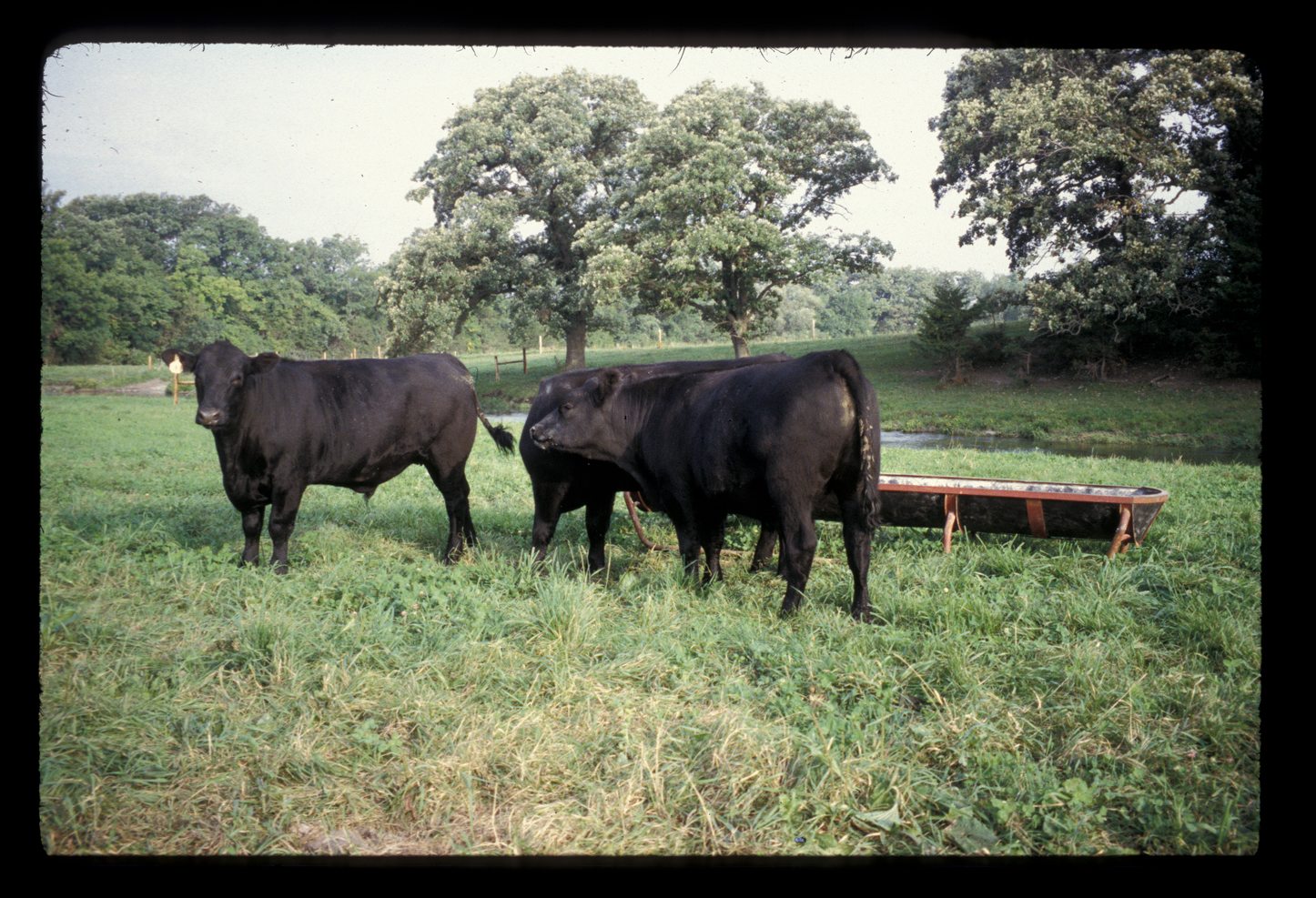 Valley Angus Farm