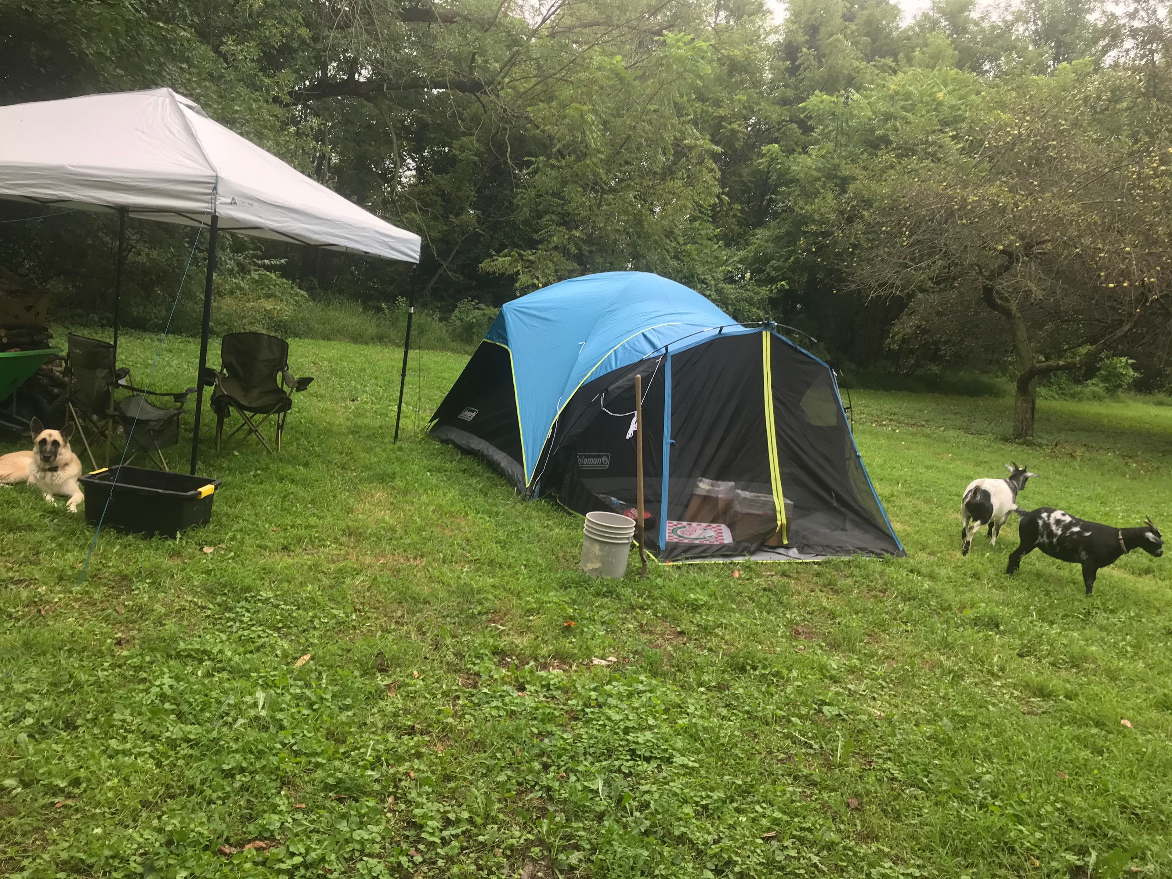 Camper's tent all set up the goats wanted to see what was going on   Patsy and Betsy , Shannon the GSD loved the visitors