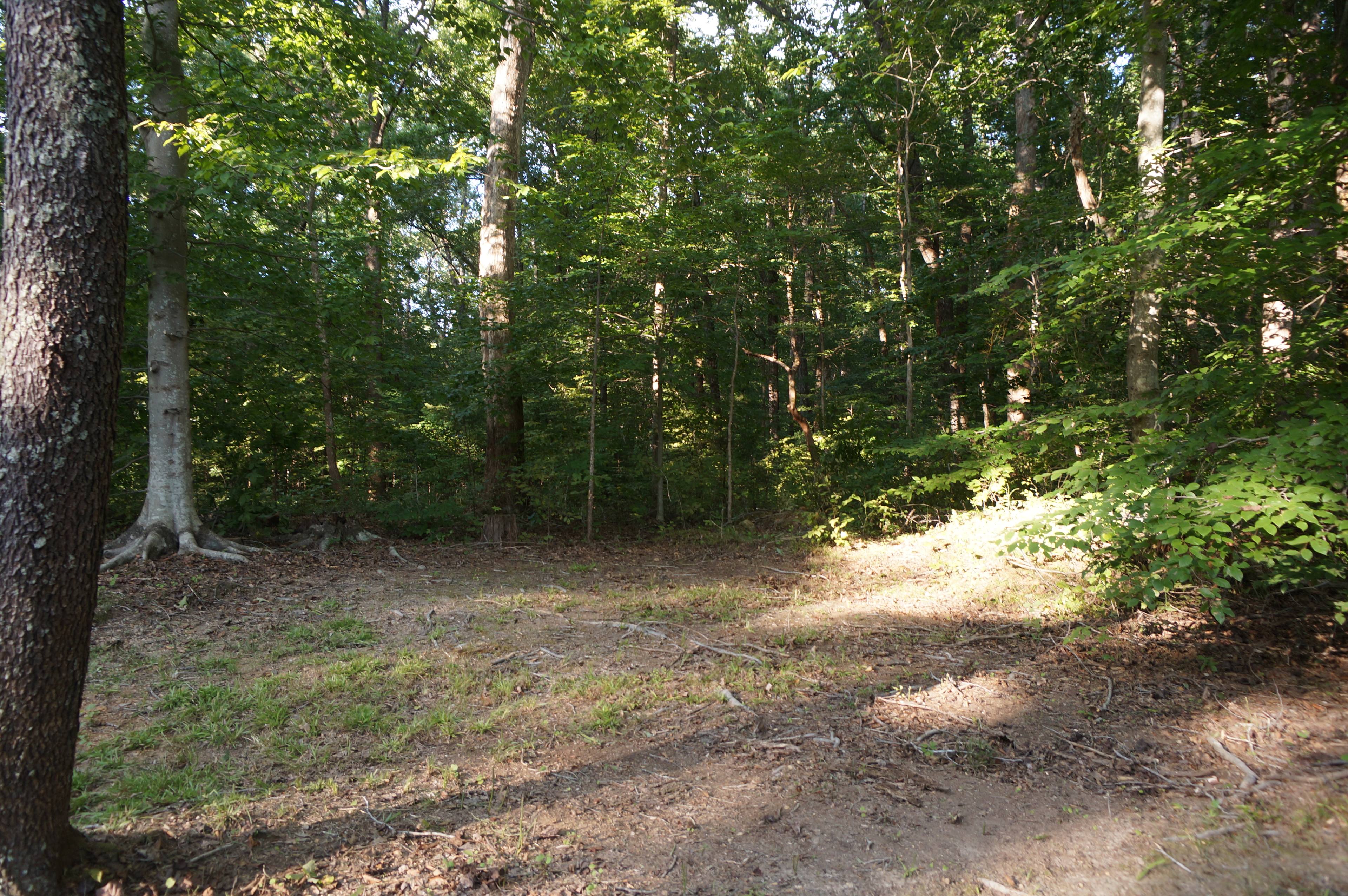 Wild Turkey has a nice spot that seems fairly level as well. Maybe some roots sticking out of the ground a bit, but there is plenty of space for a nice big tent. 