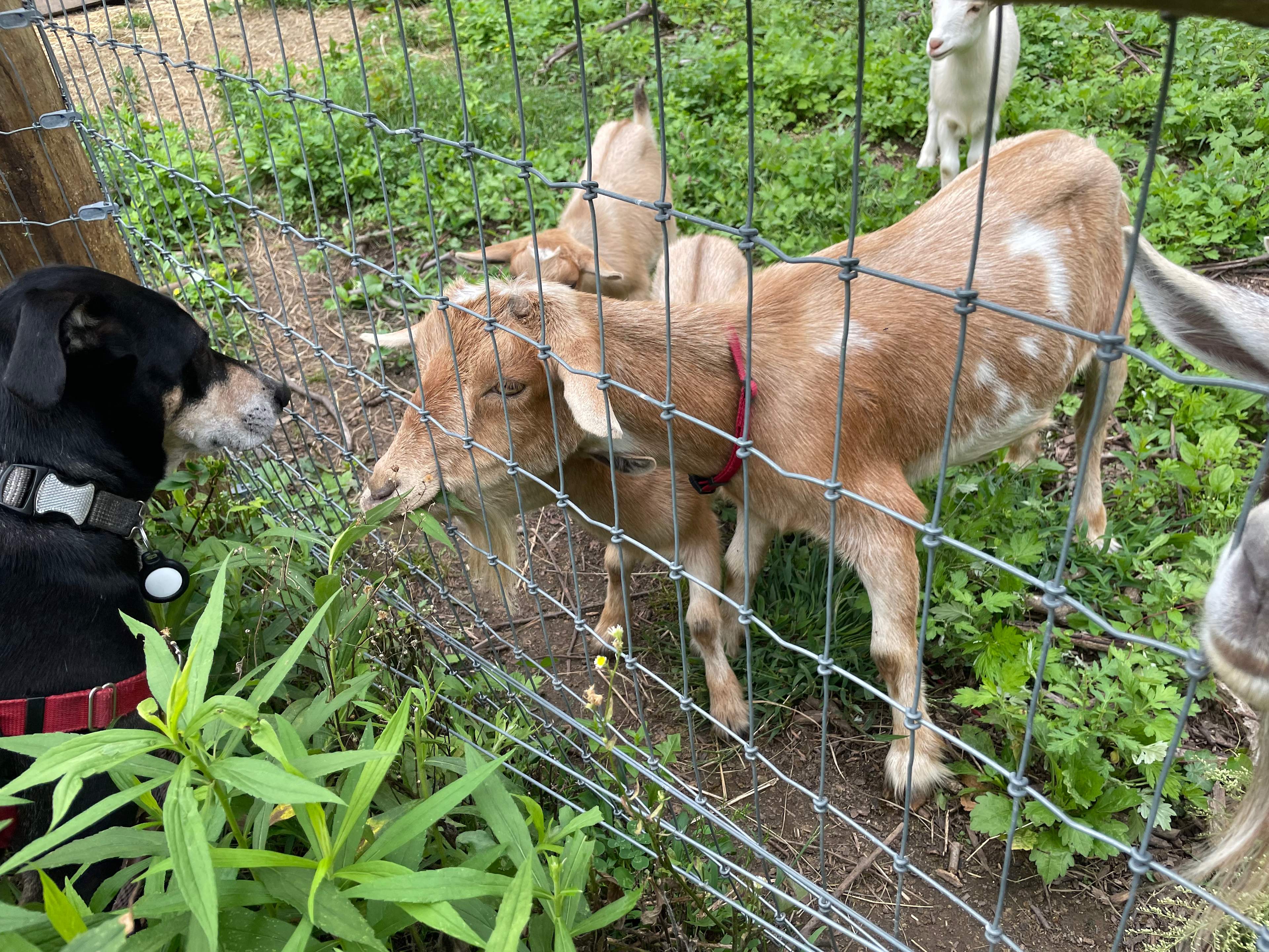 The baby goats loved attention