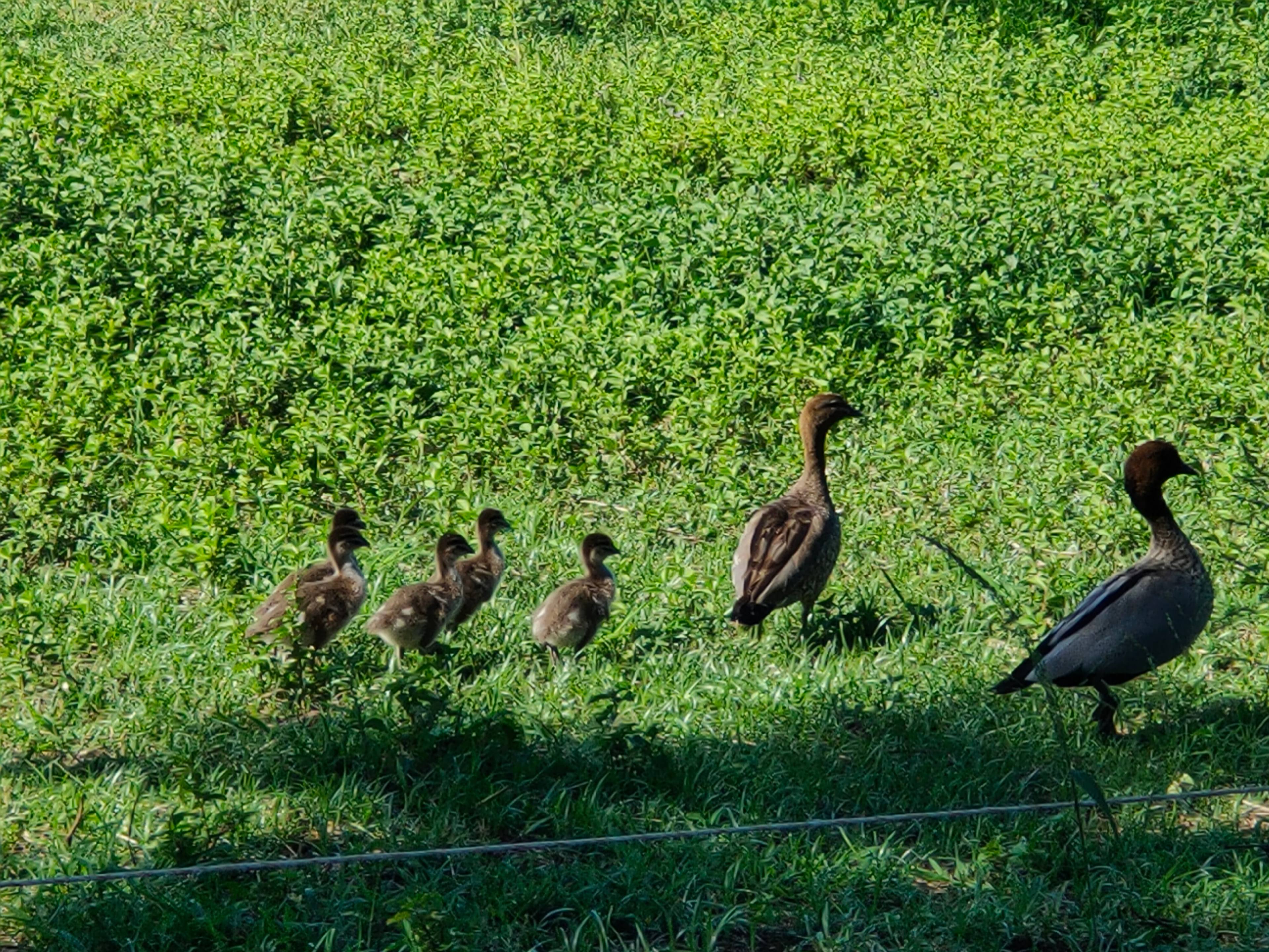 Lots of wildlife to enjoy