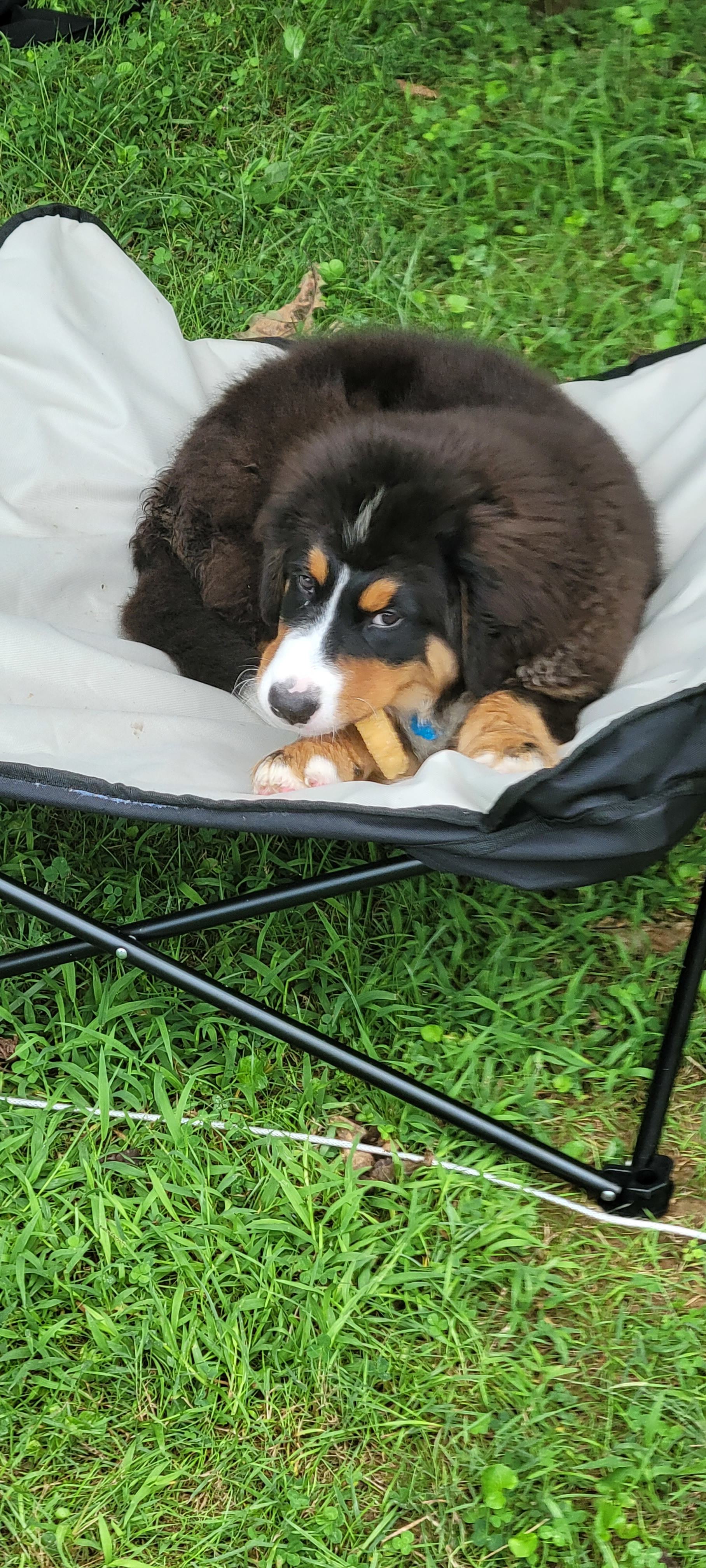 Chewing yak cheese is better outdoors!