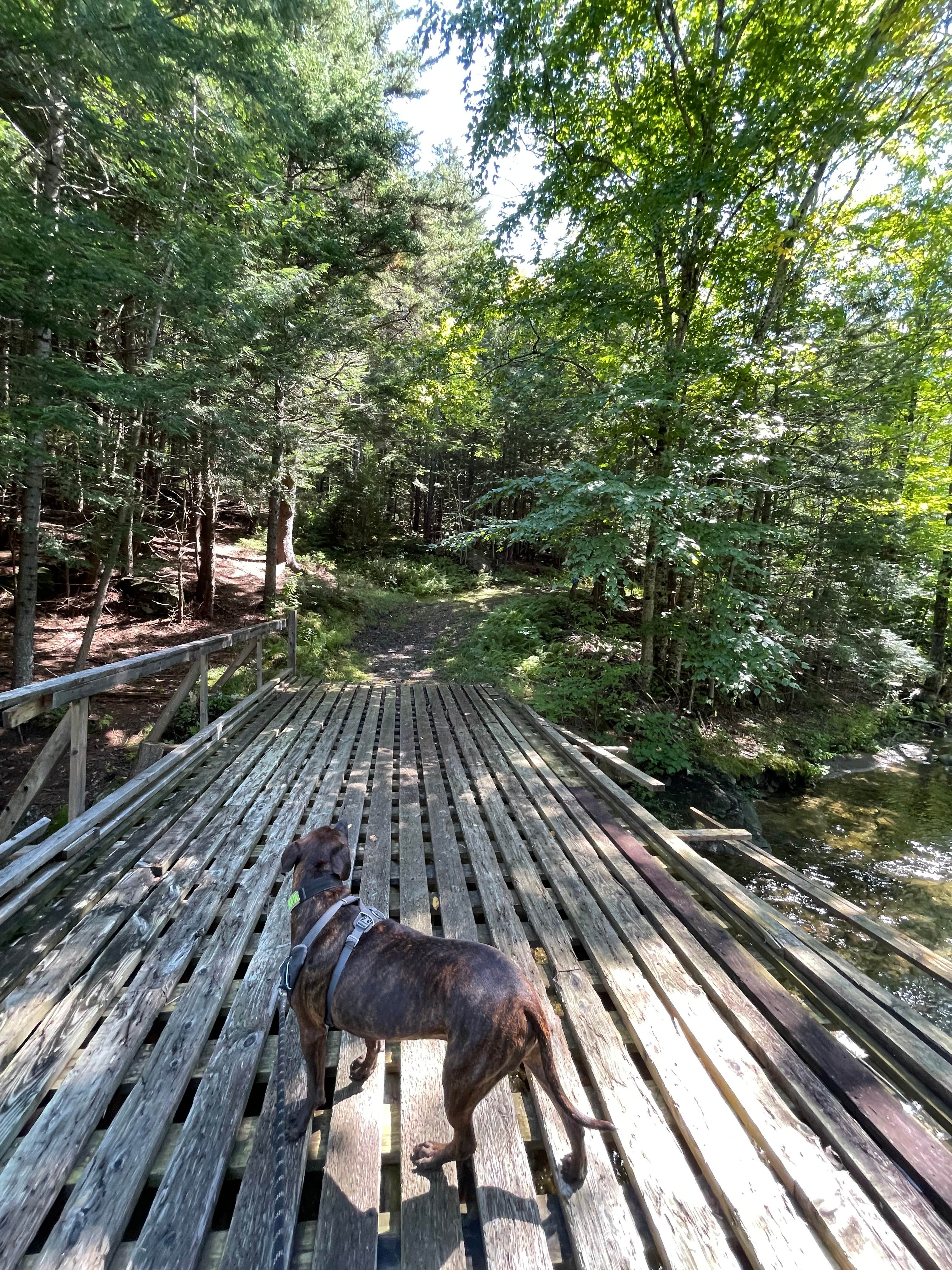 Bridge to the trails