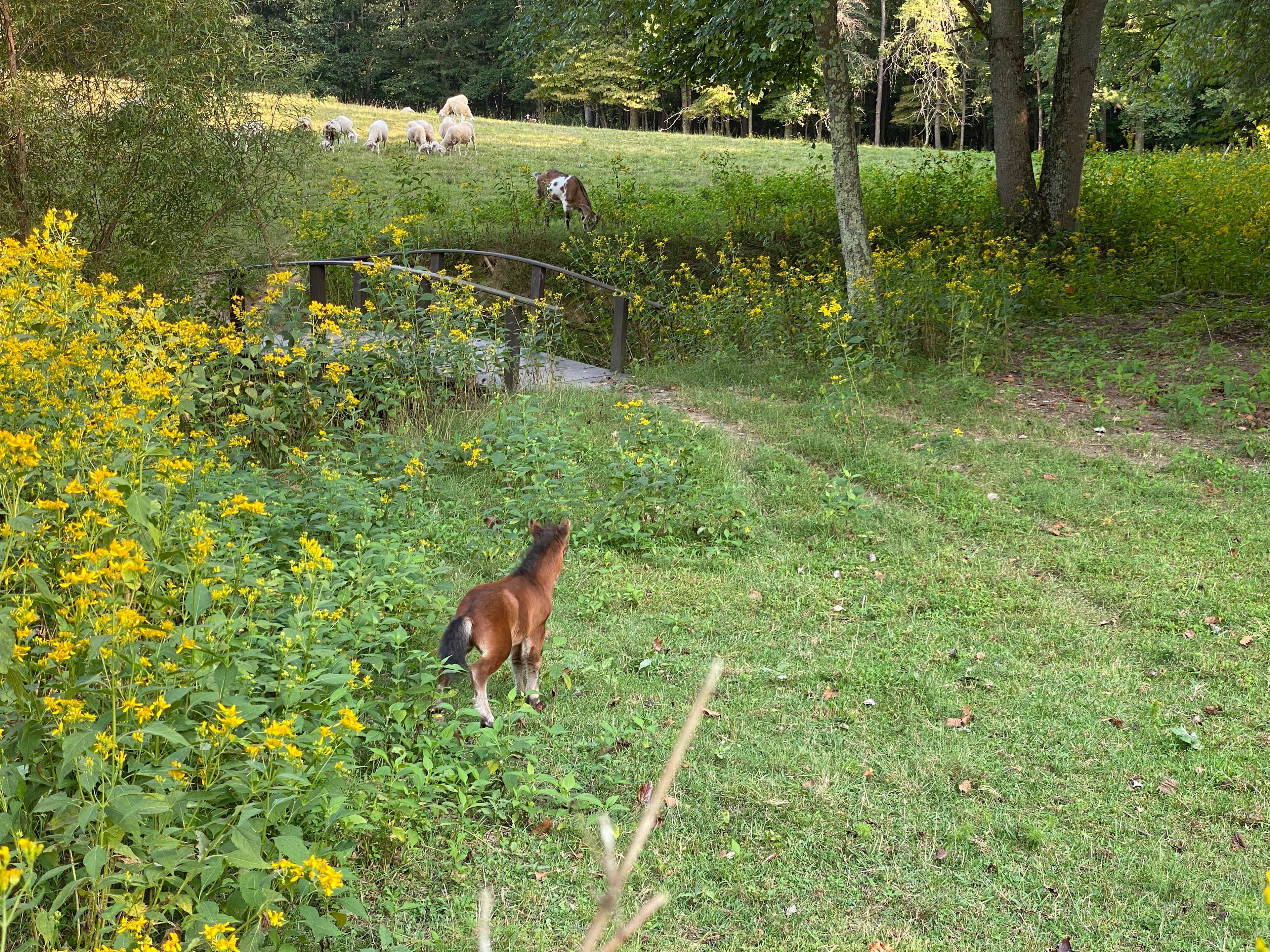 Brookhaven Mill Farm (3 campsites)