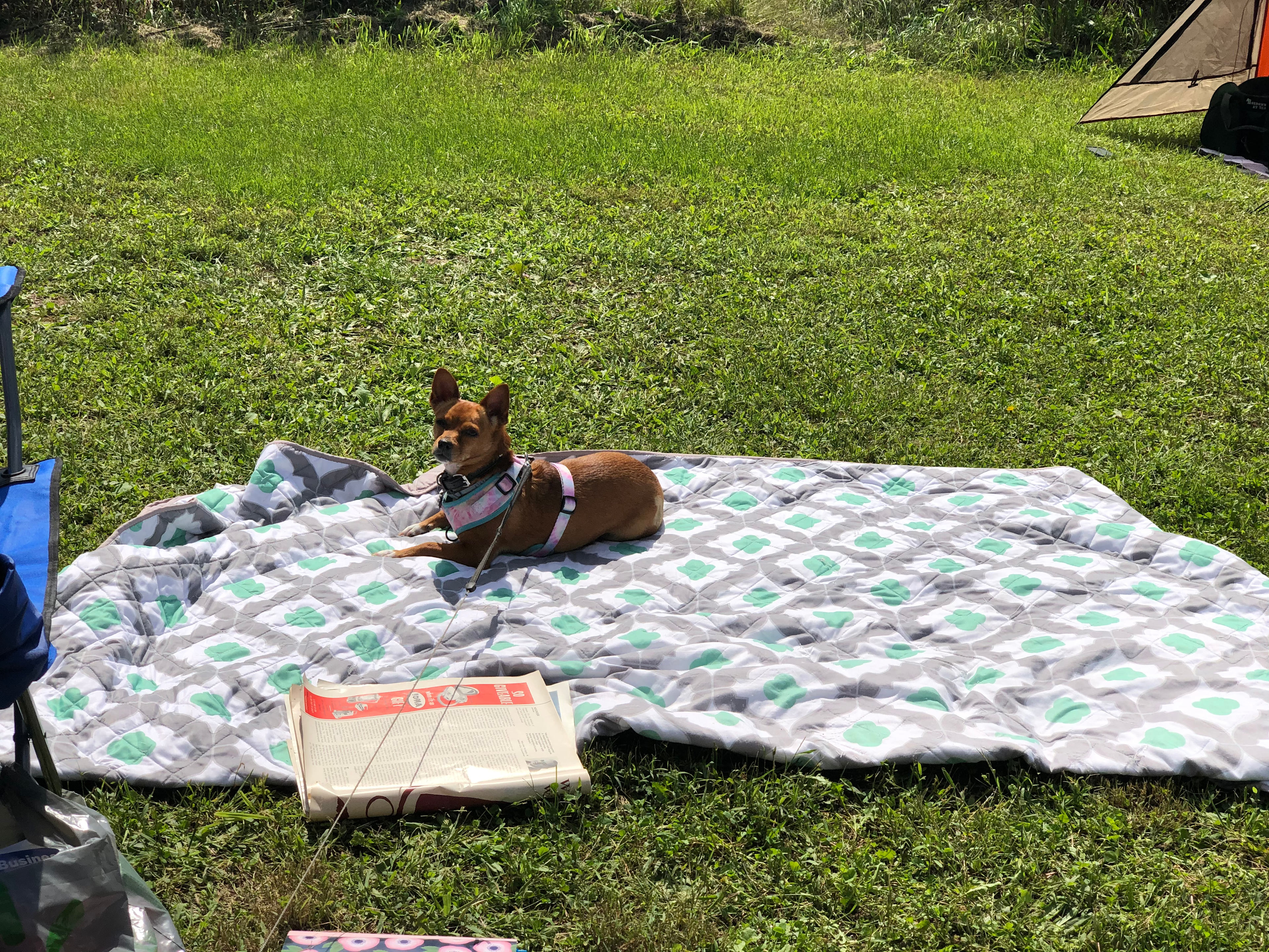 Really nice that leashed dogs are allowed, right Bella?