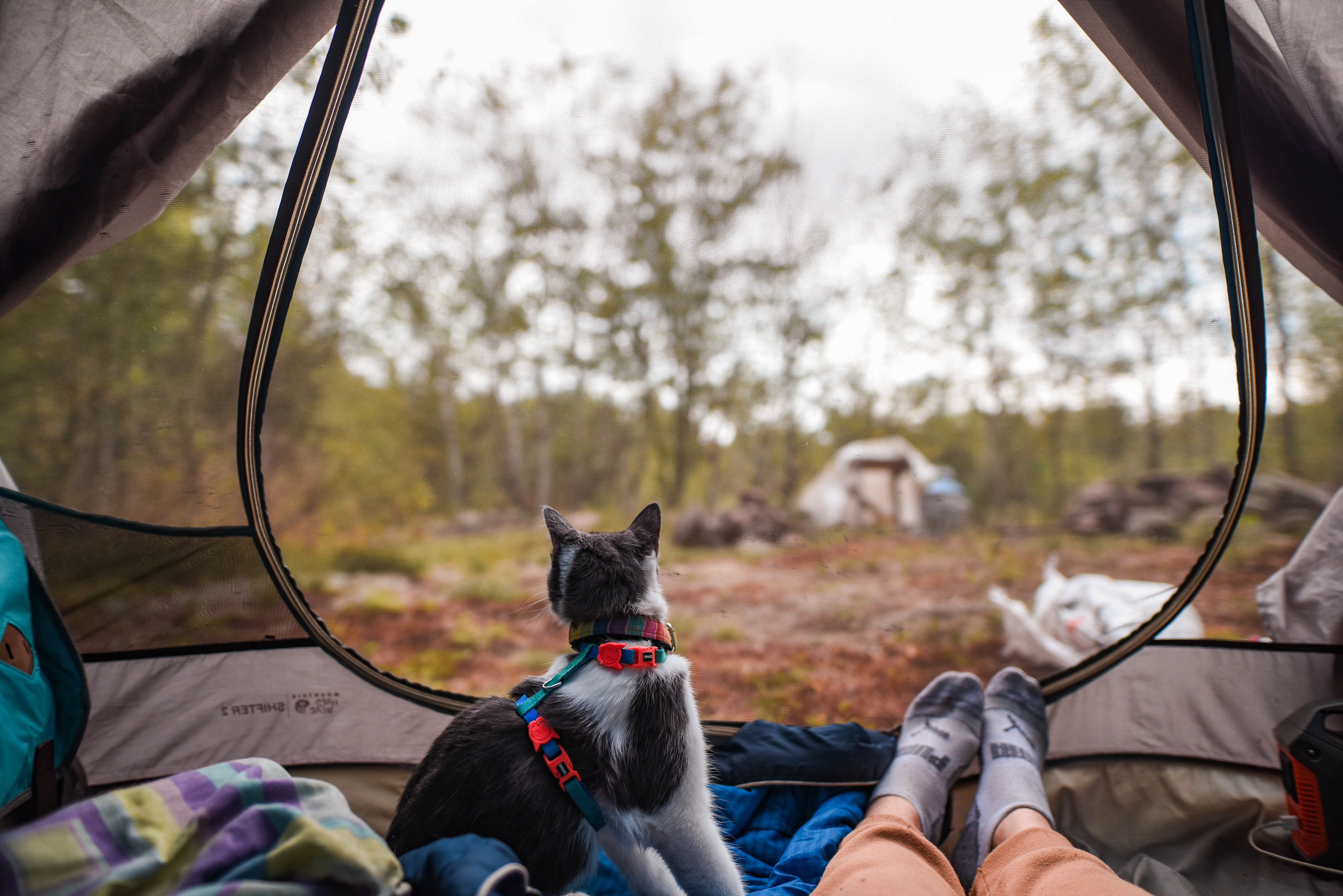Kitten enjoying watching the birds