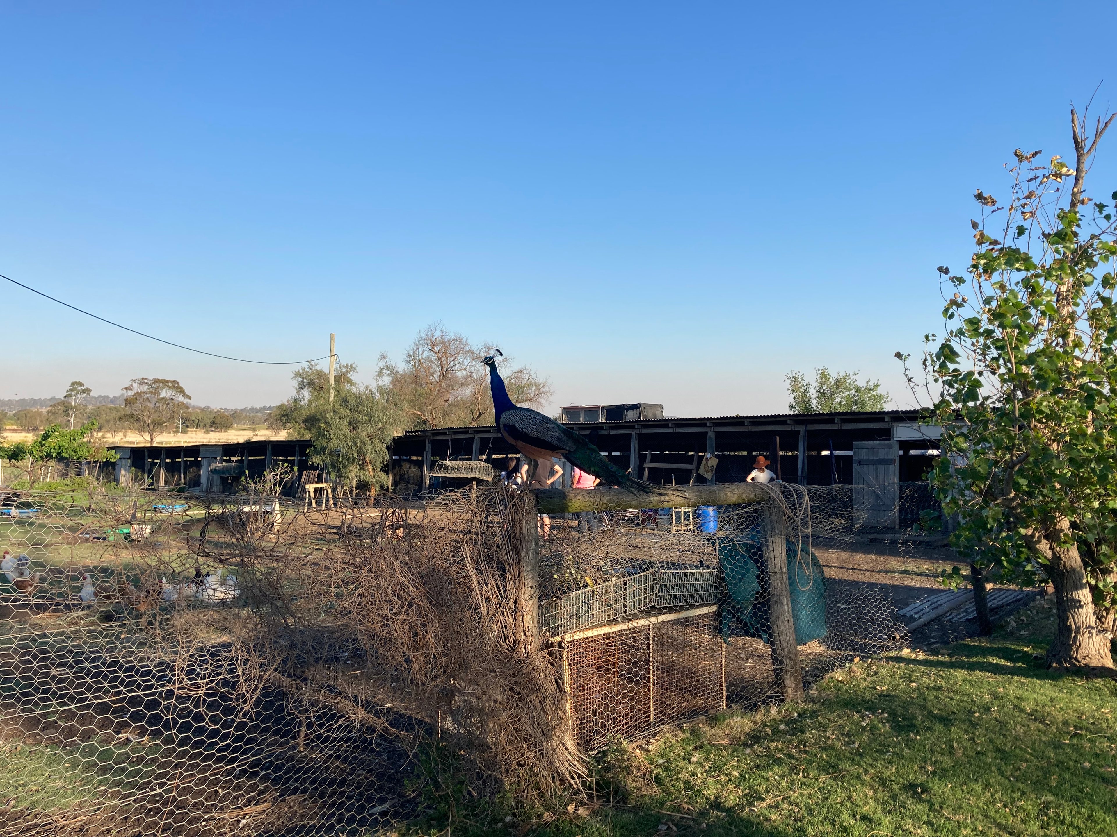 Chookhouse Farmstay Vale View