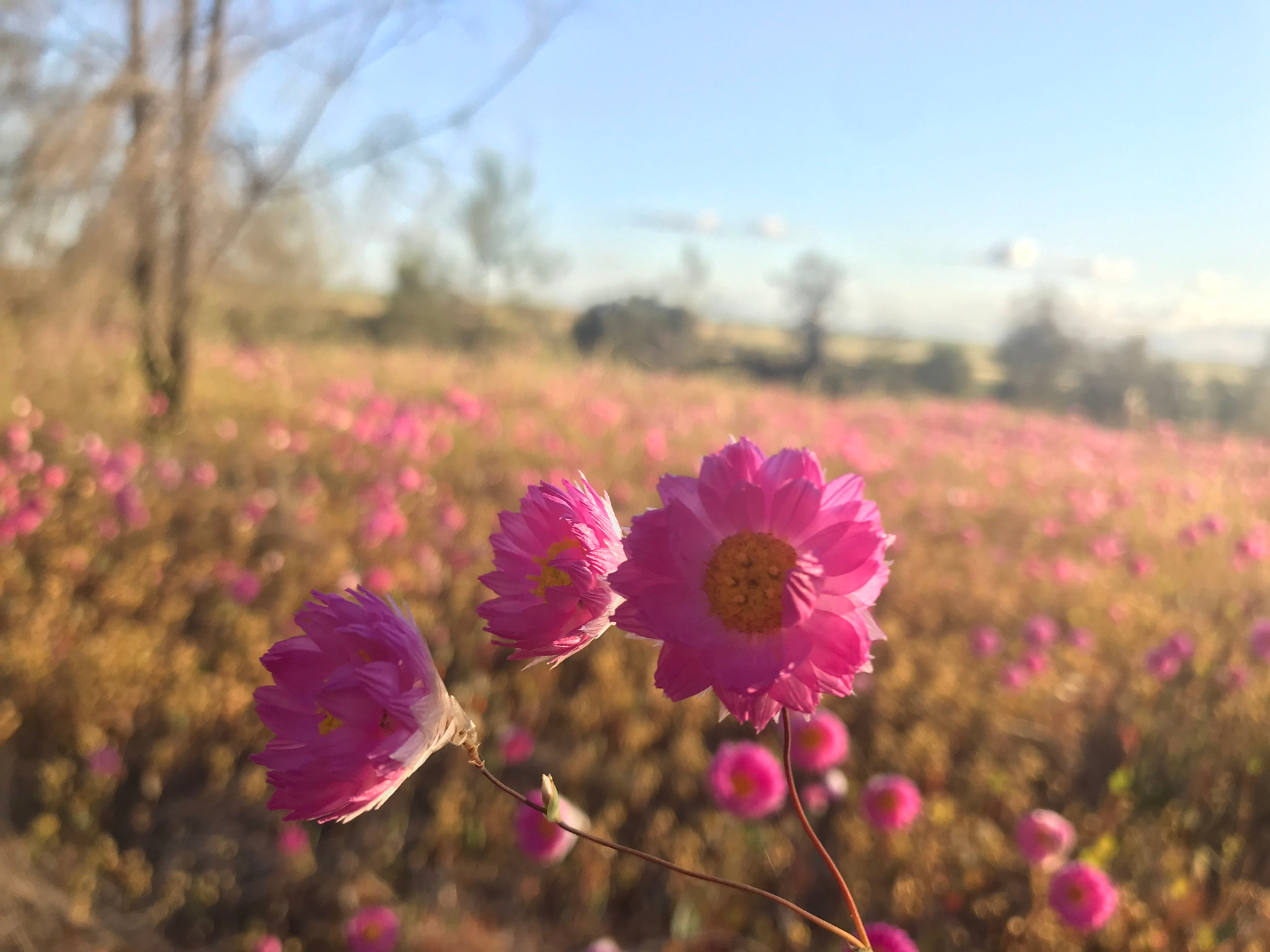 Qualin Farm bush camp