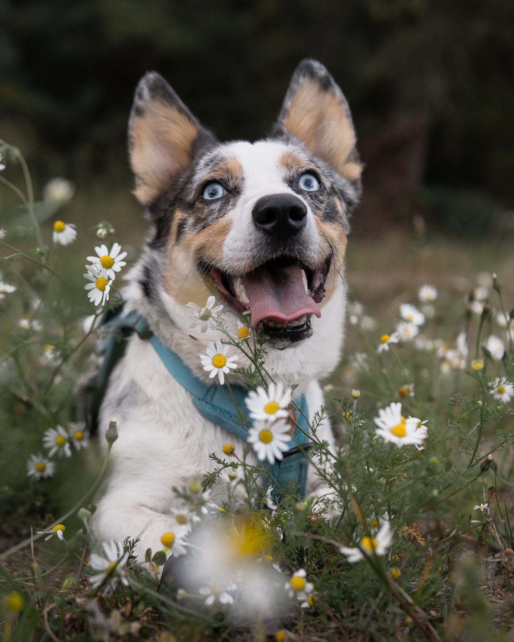 We found a patch of daisies to have a dog photoshoot!