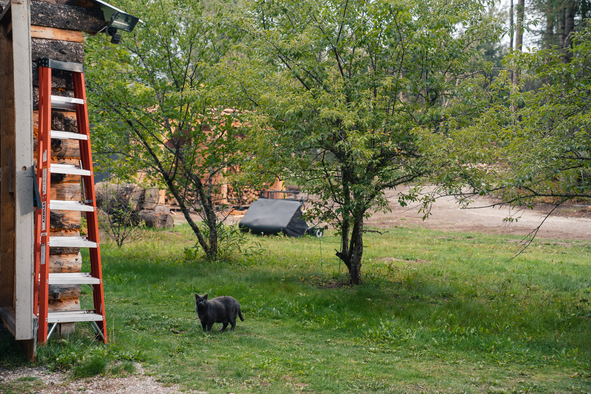 The friendly cat that may stop by