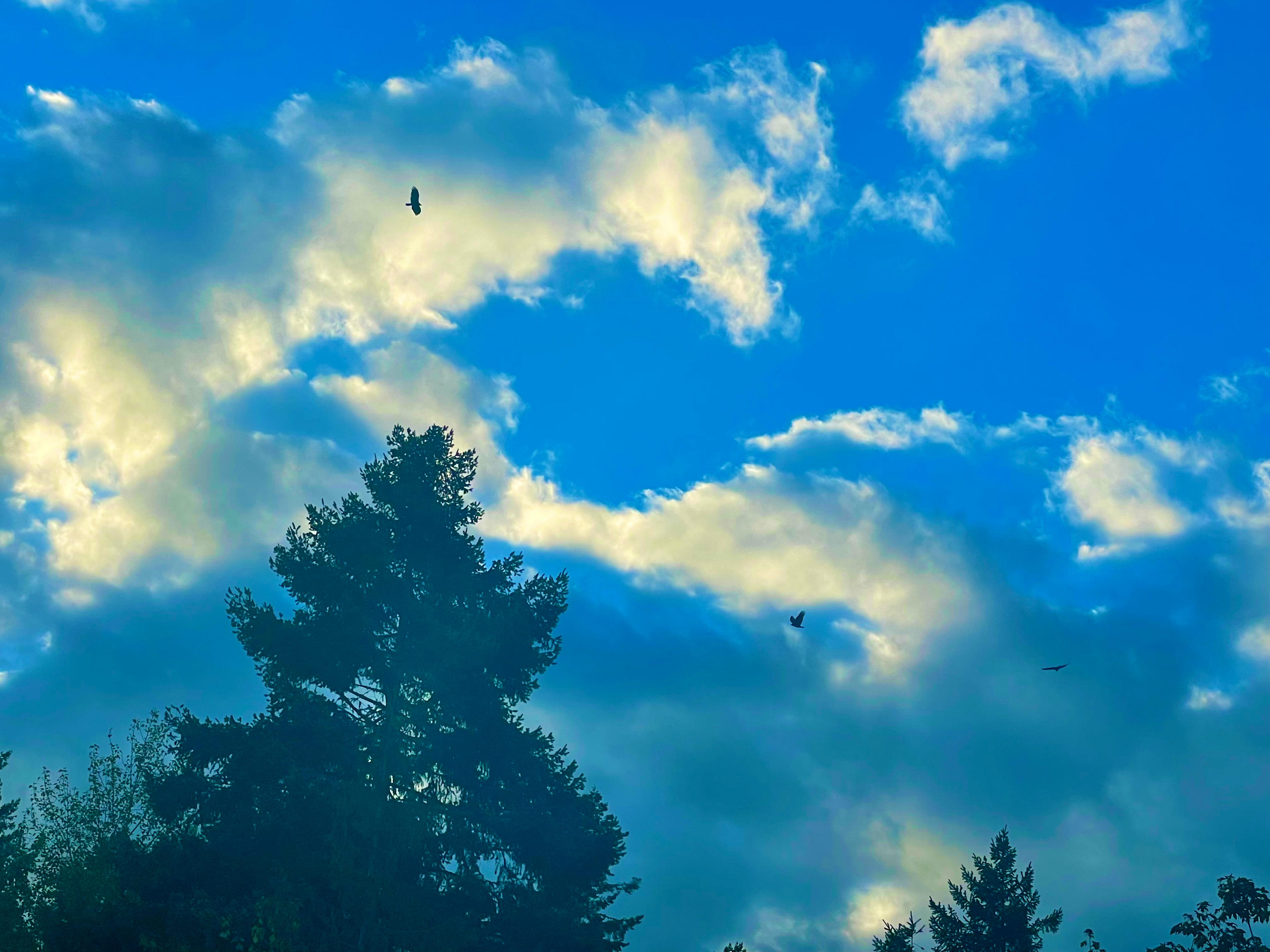 Hairy Eagle Lookout 🦅