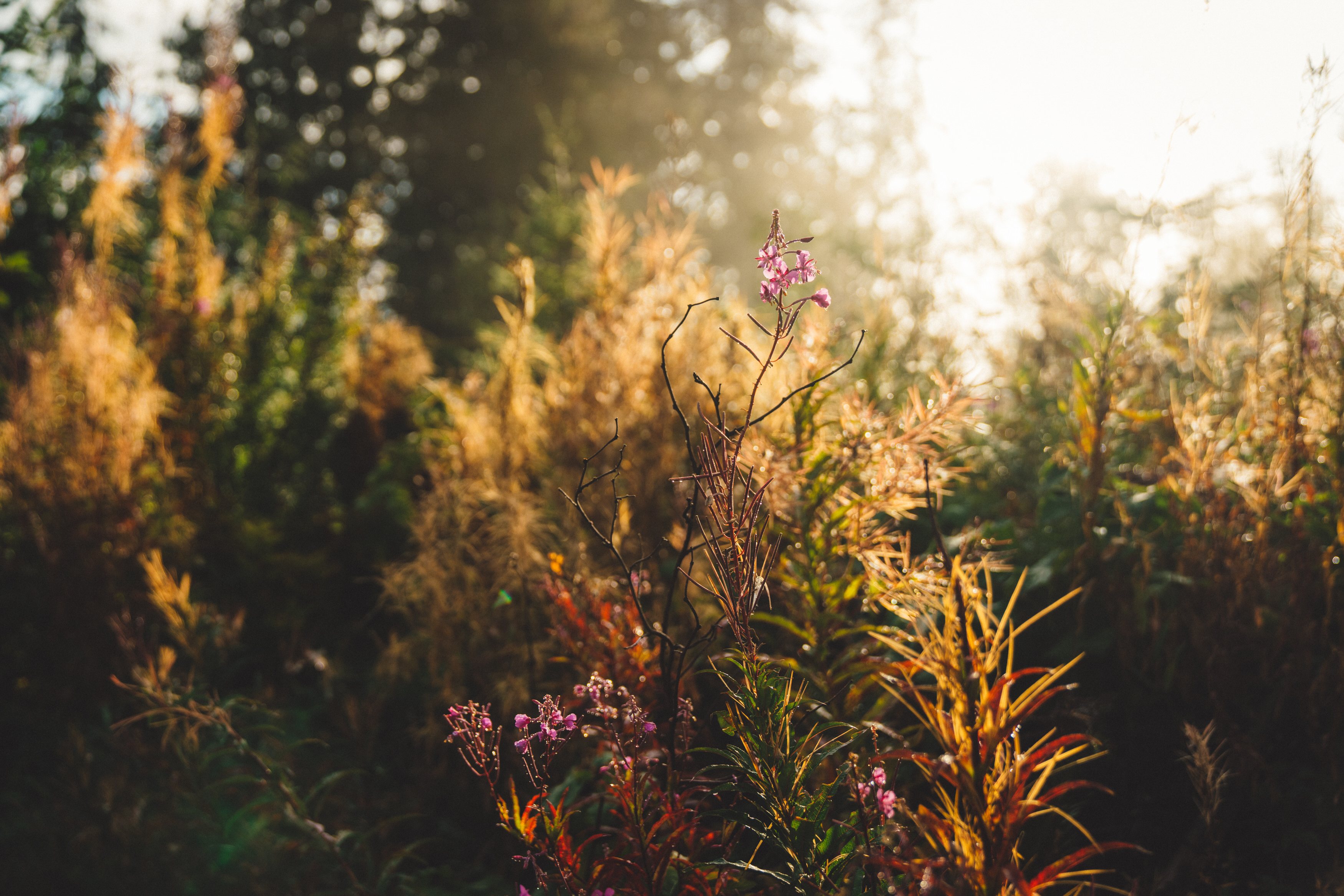 Wildflowers surrounding the sites. 