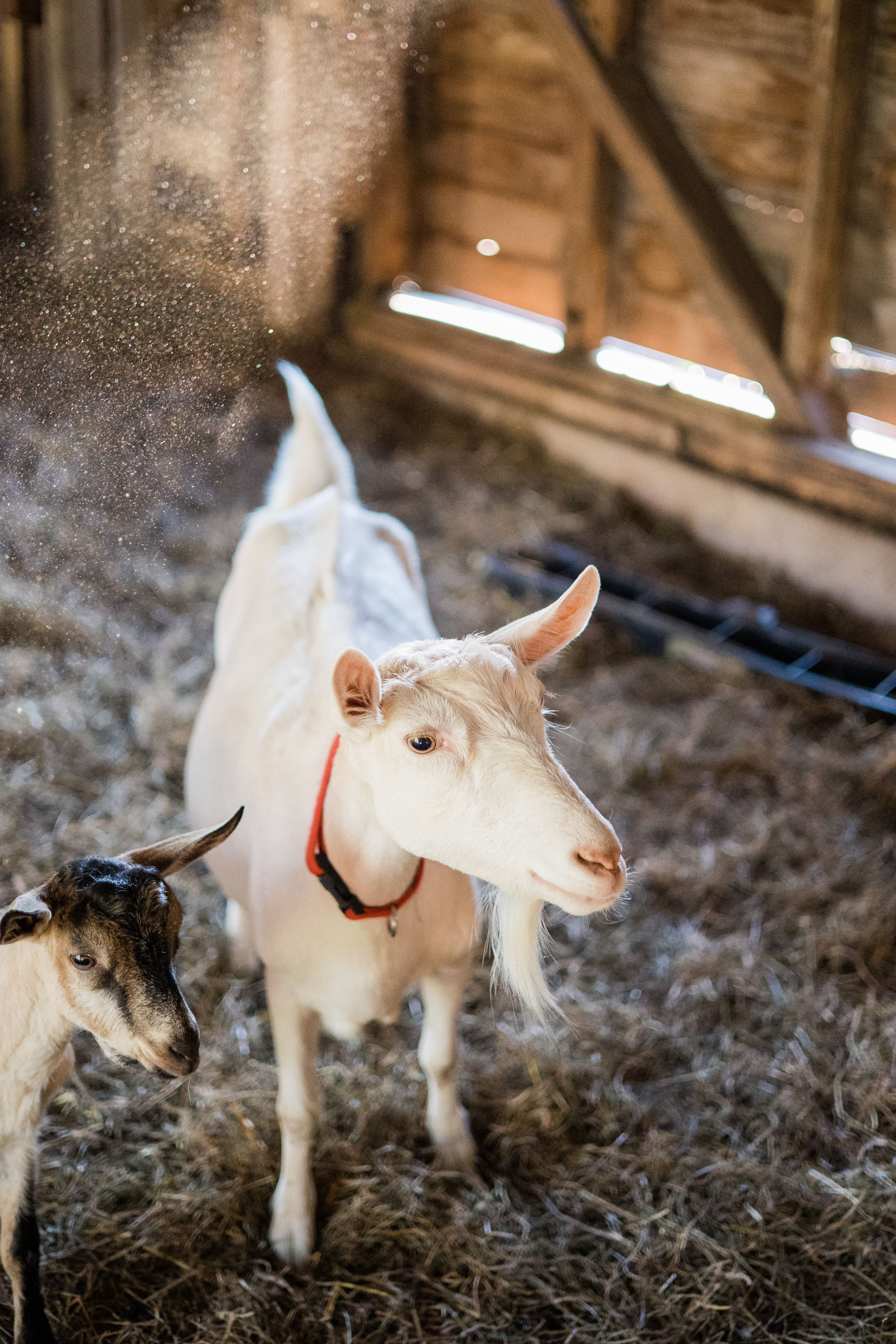 loved meeting the animals