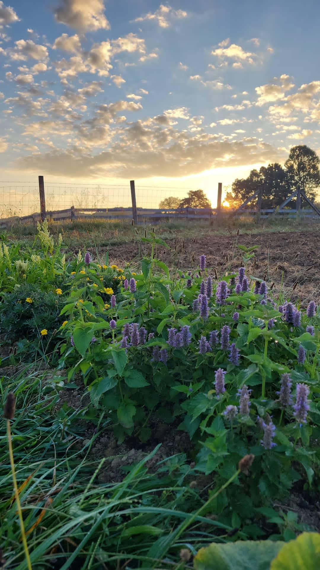 Stormbrew Farm