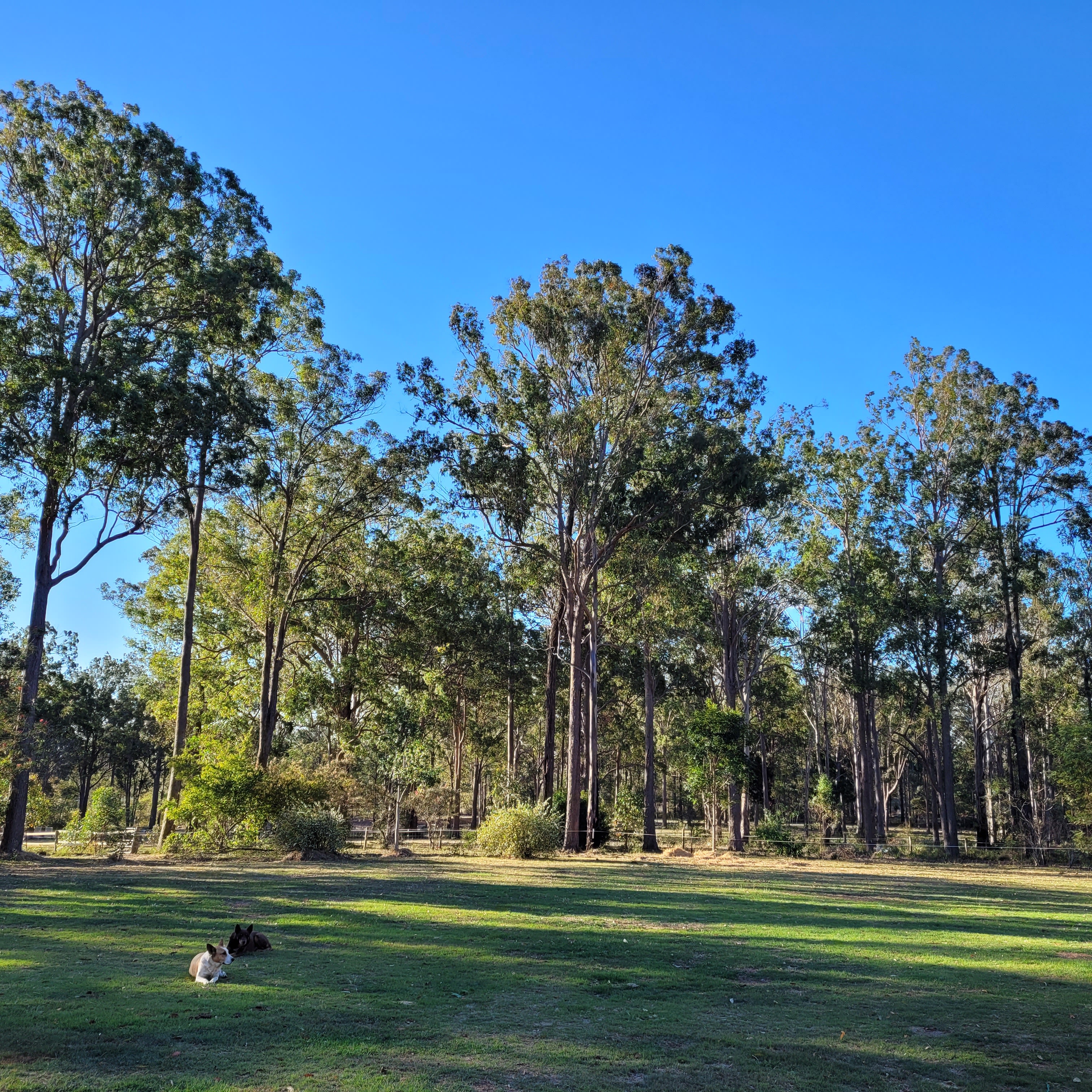 The Croft _ Horse Trax Oz Blackbutt