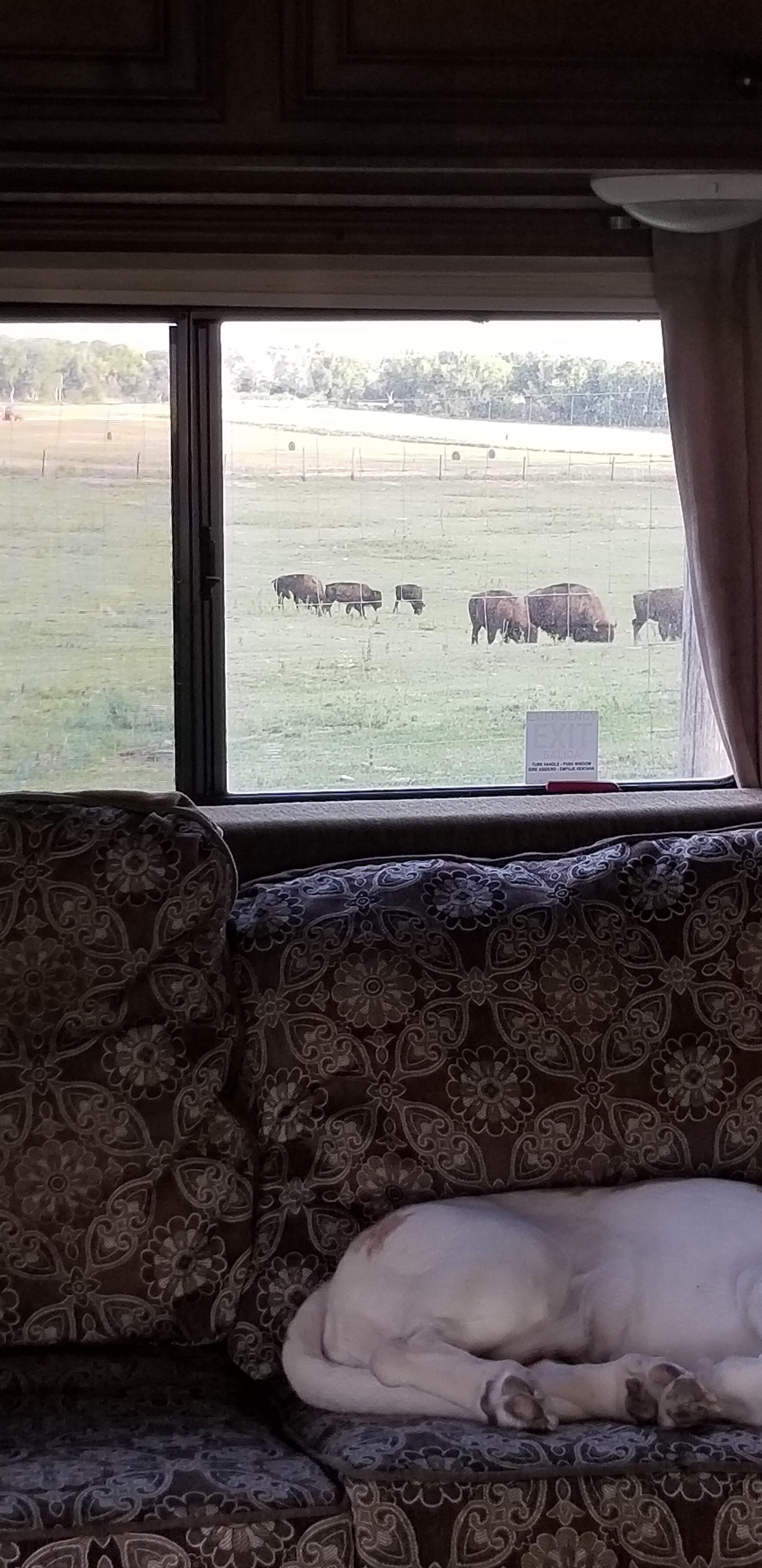 Steinke Ranch    Buffalo