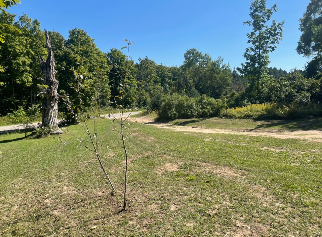 Looking towards the entrance from road