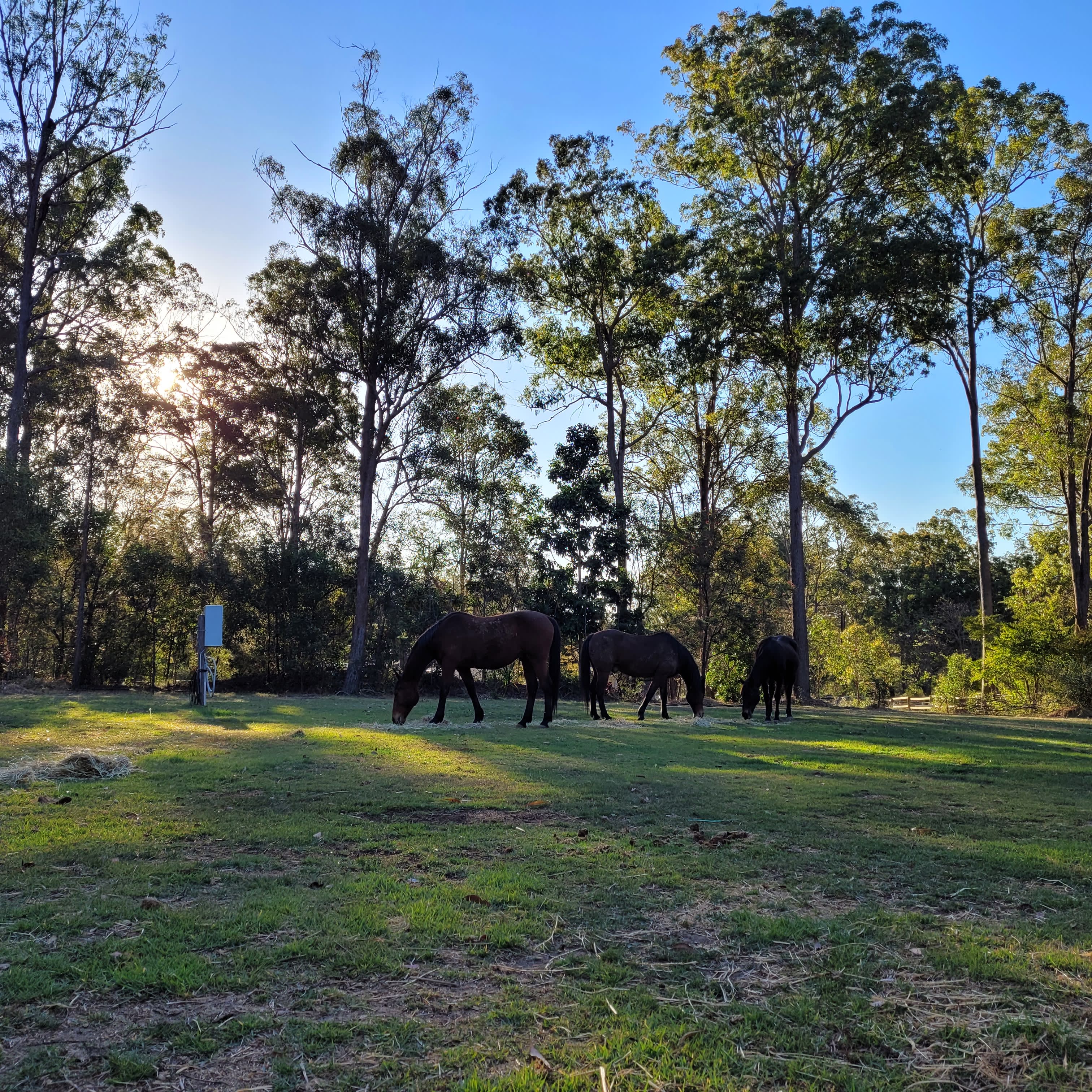 The Croft _ Horse Trax Oz Blackbutt