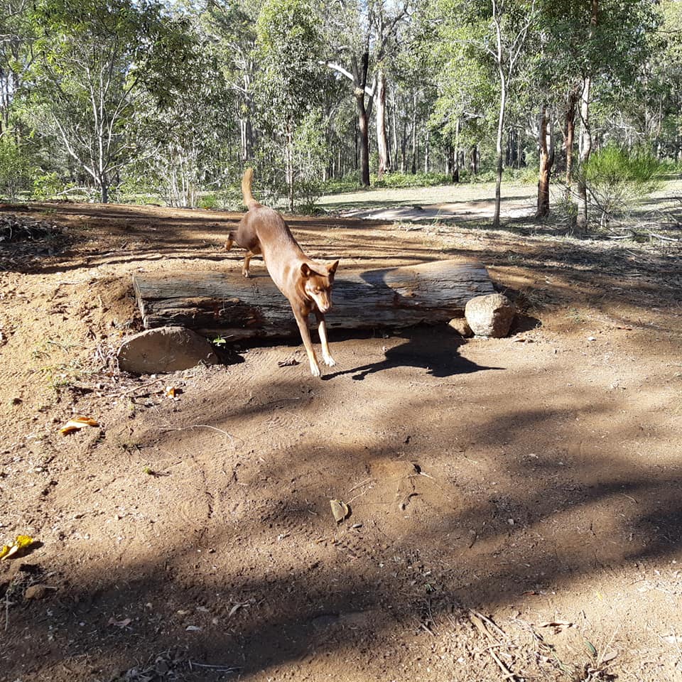 Obstacles everywhere next door at Horse Trax Oz