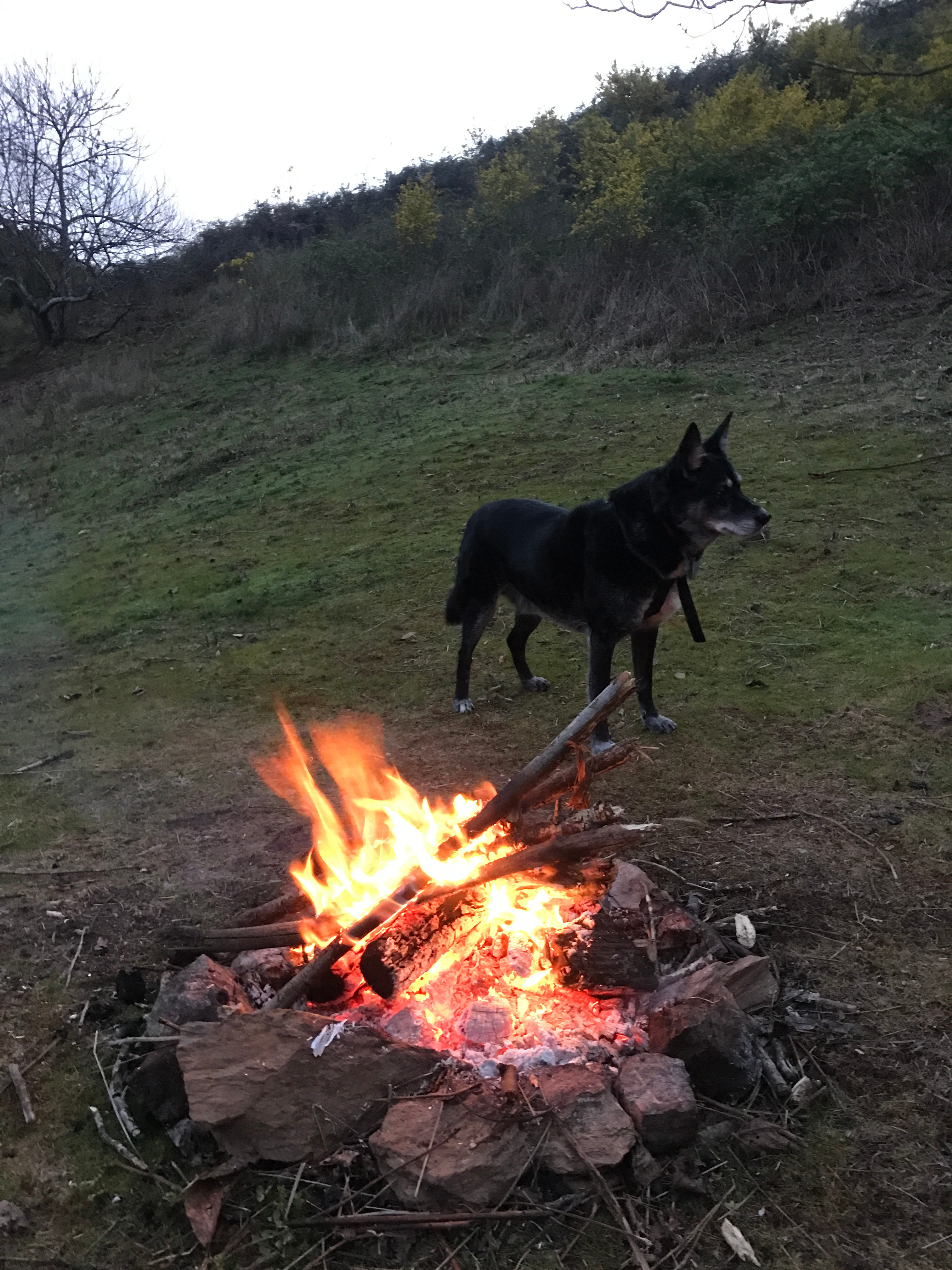 Great fire pit with wood provided by property owner.