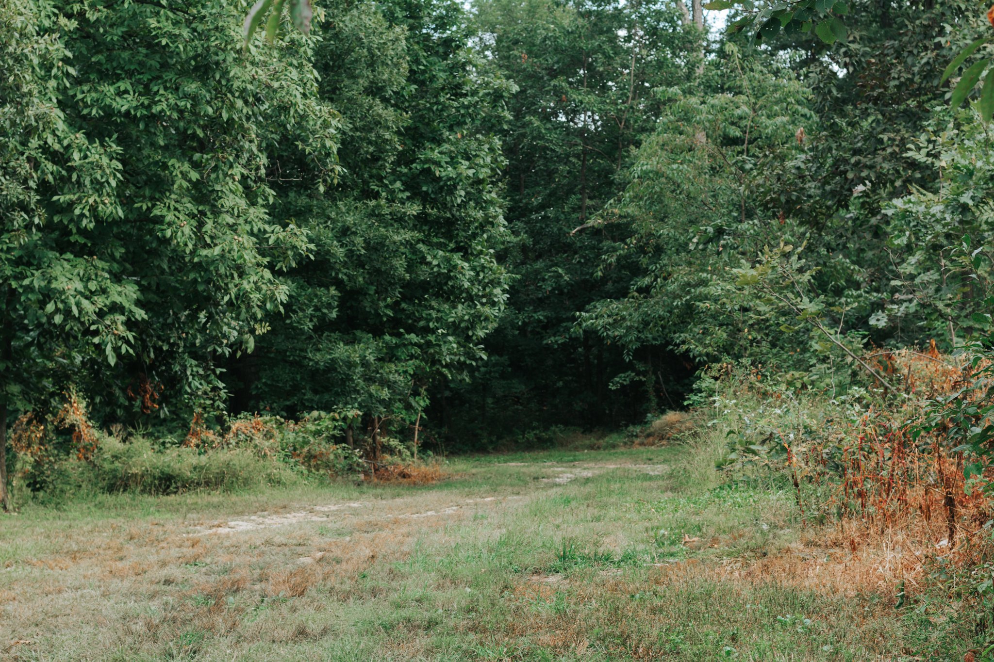 A beautiful, grassy, open clearing provides privacy and room for activities!