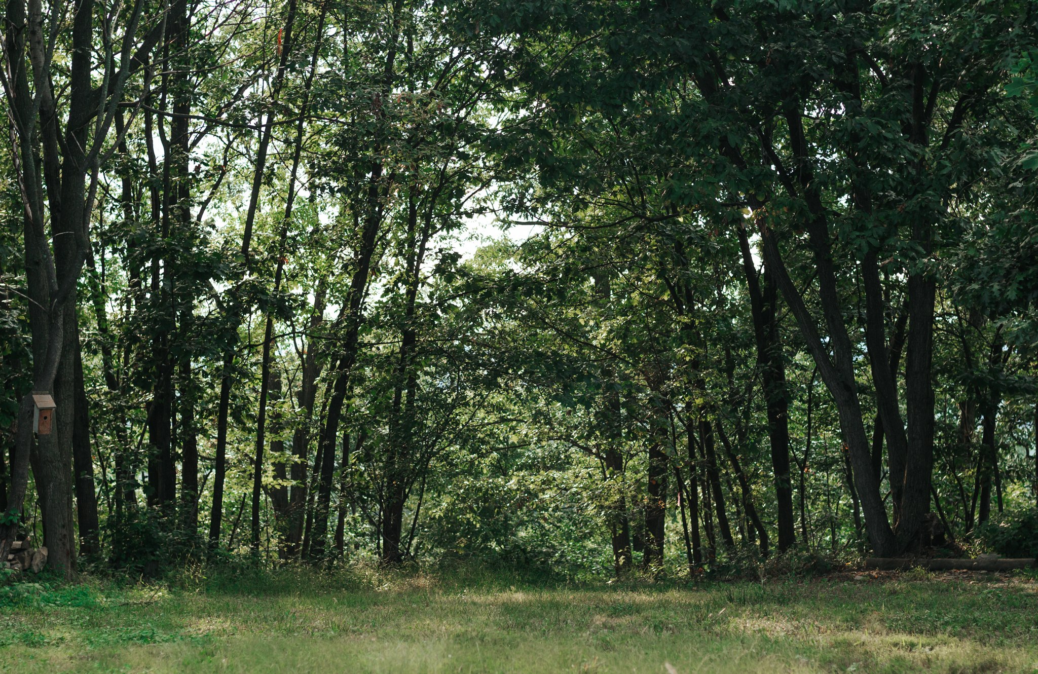 The sunlight filters through the trees beautifully. 