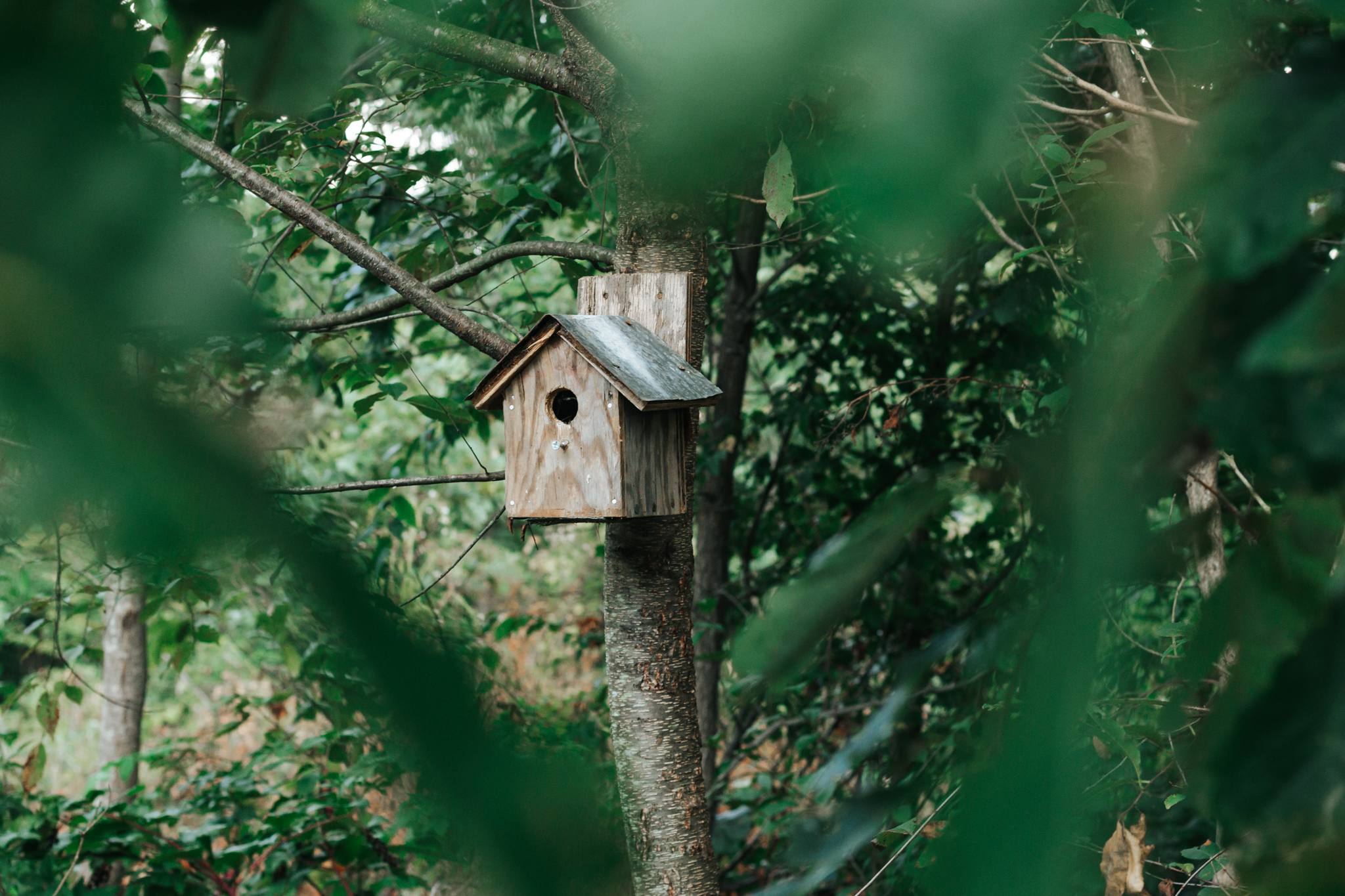 There are multiple birdhouses surrounding the campsite for birdwatching!