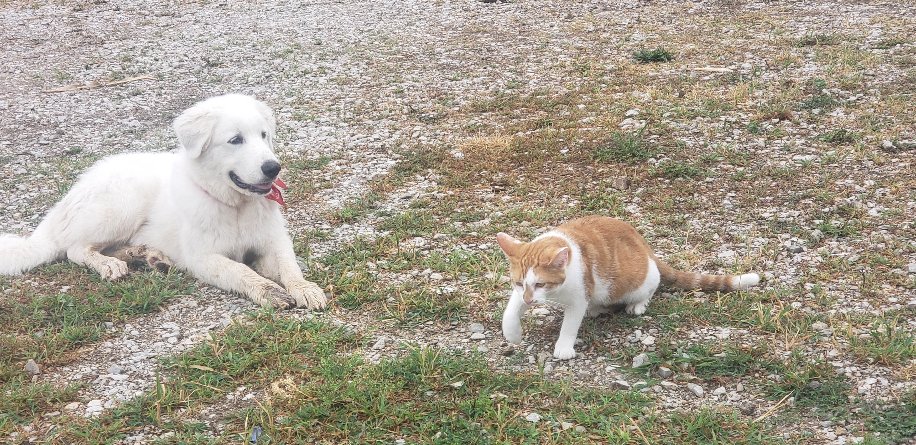 River & Butterscotch welcoming guests