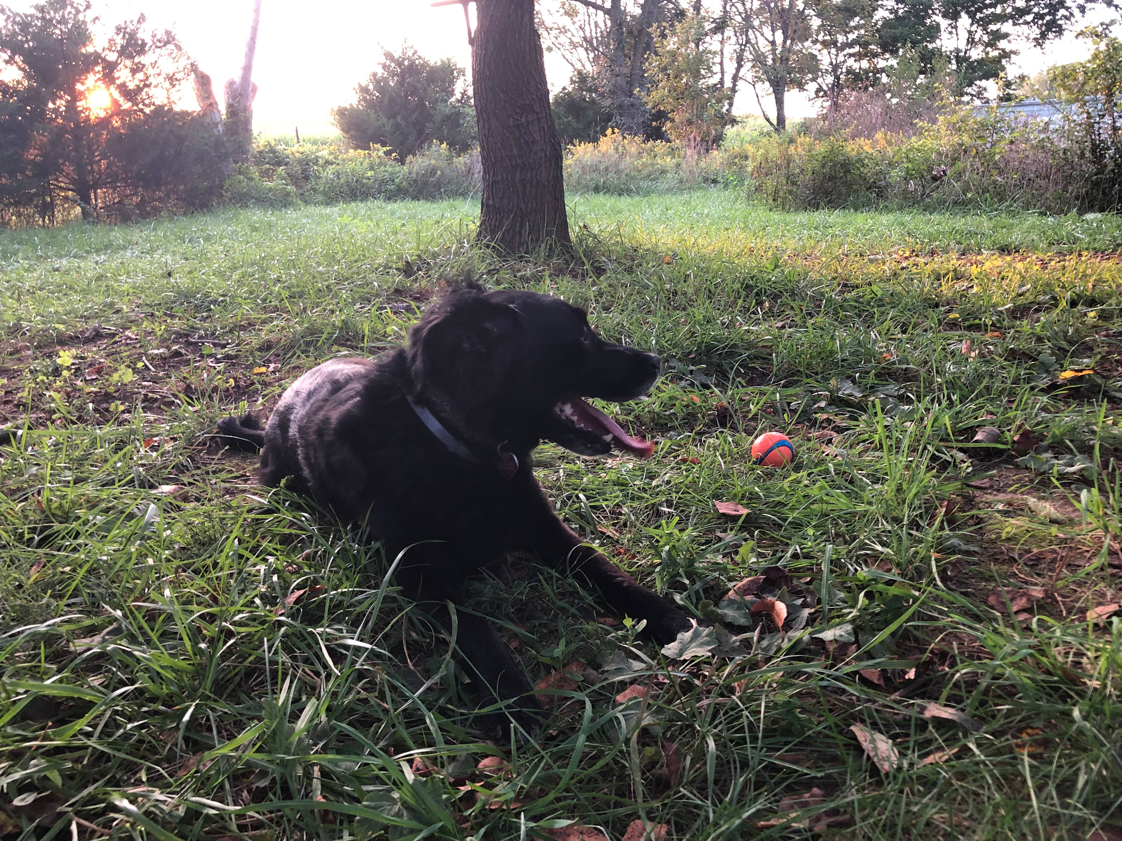 Hawk Nest Mushroom Farm