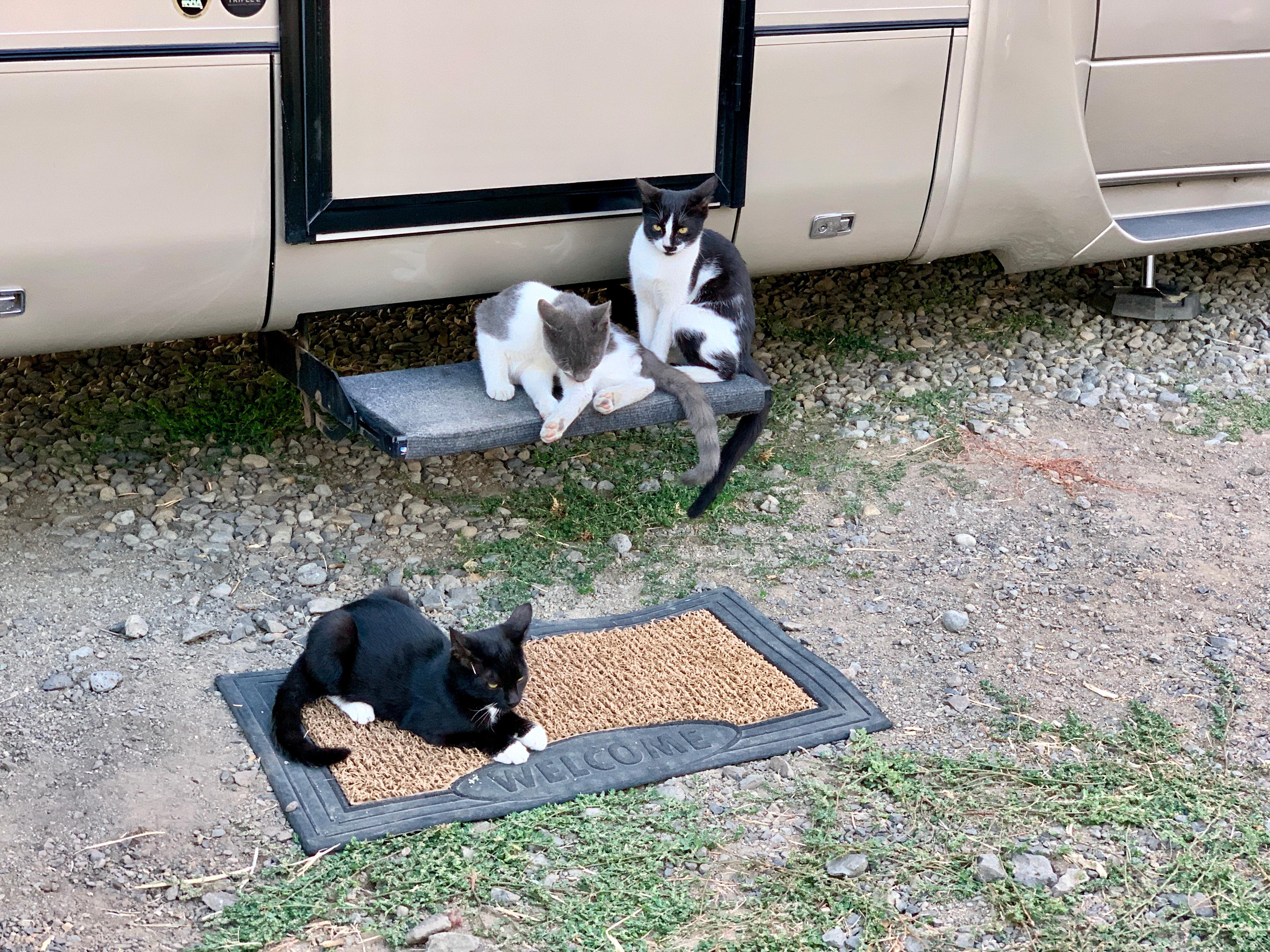 The kitties hung out on our step when we were inside