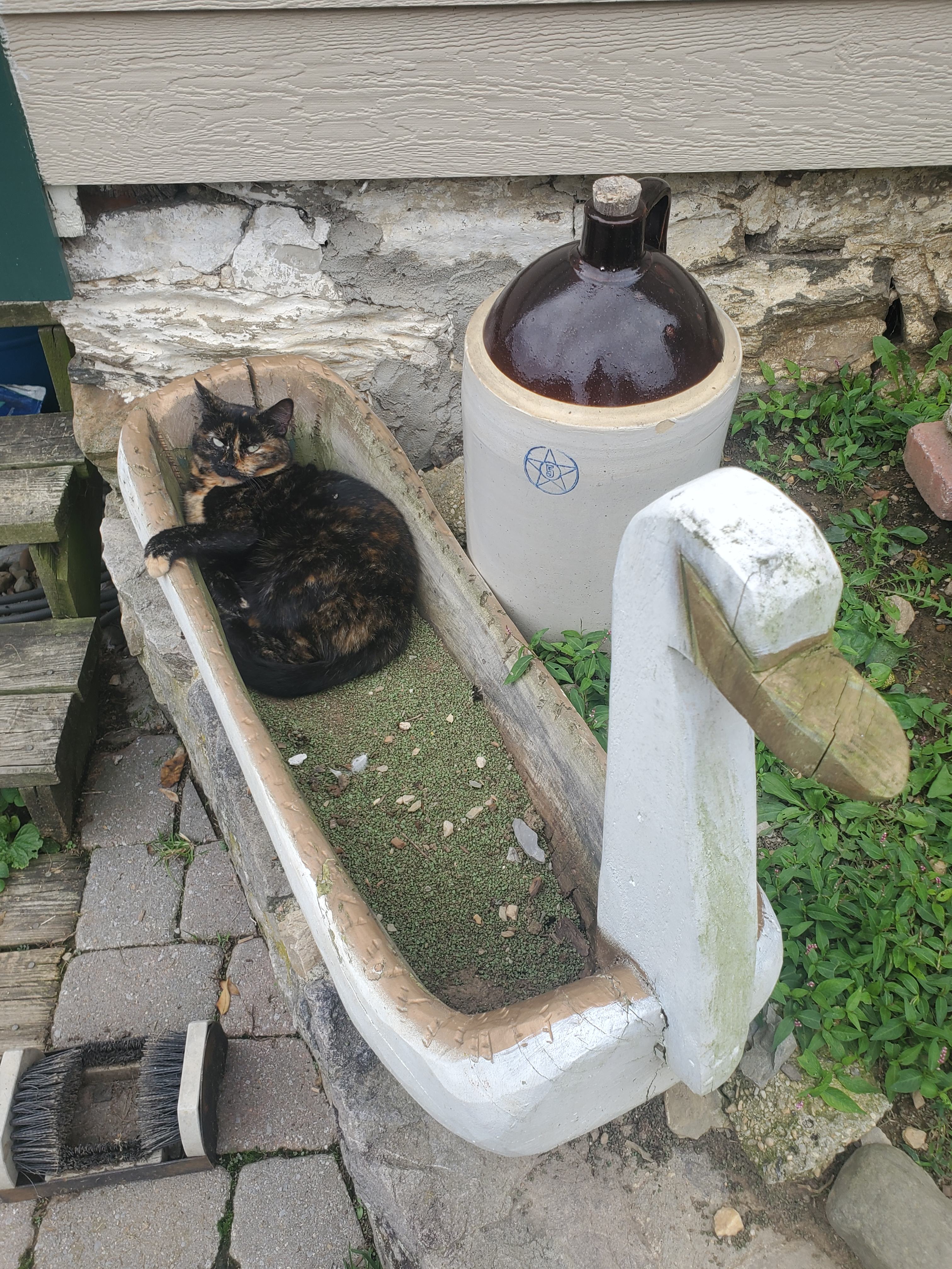 Pumpkin the resident Cat