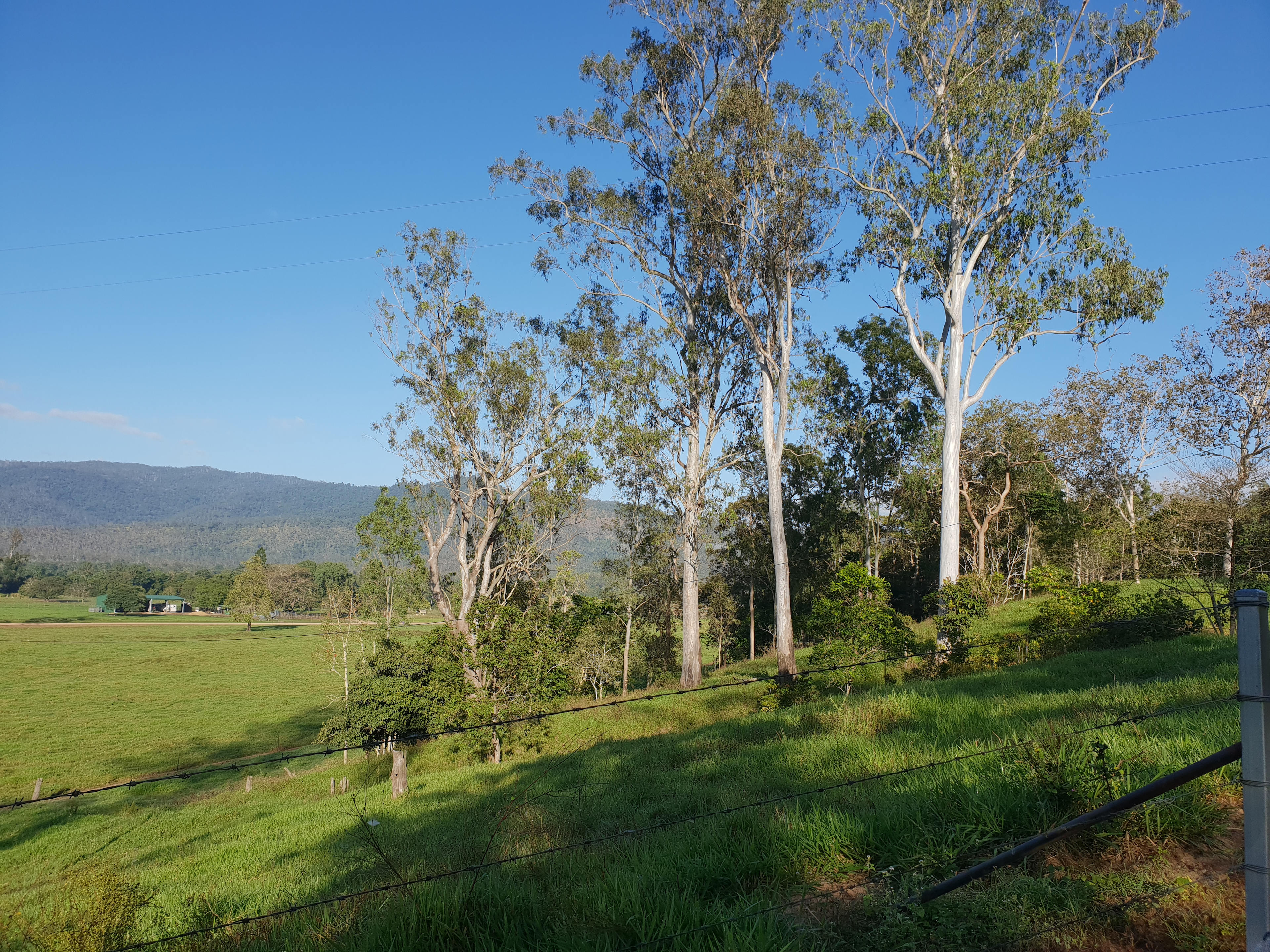 Herbert River Valley Pastures