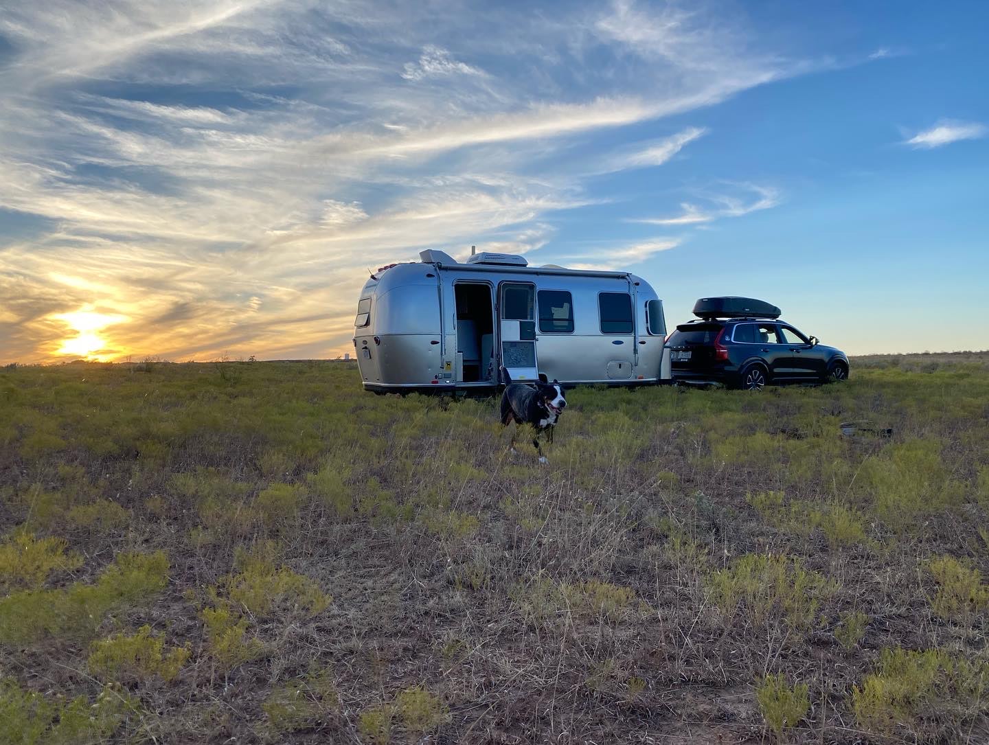 A VERY happy frolicking dog