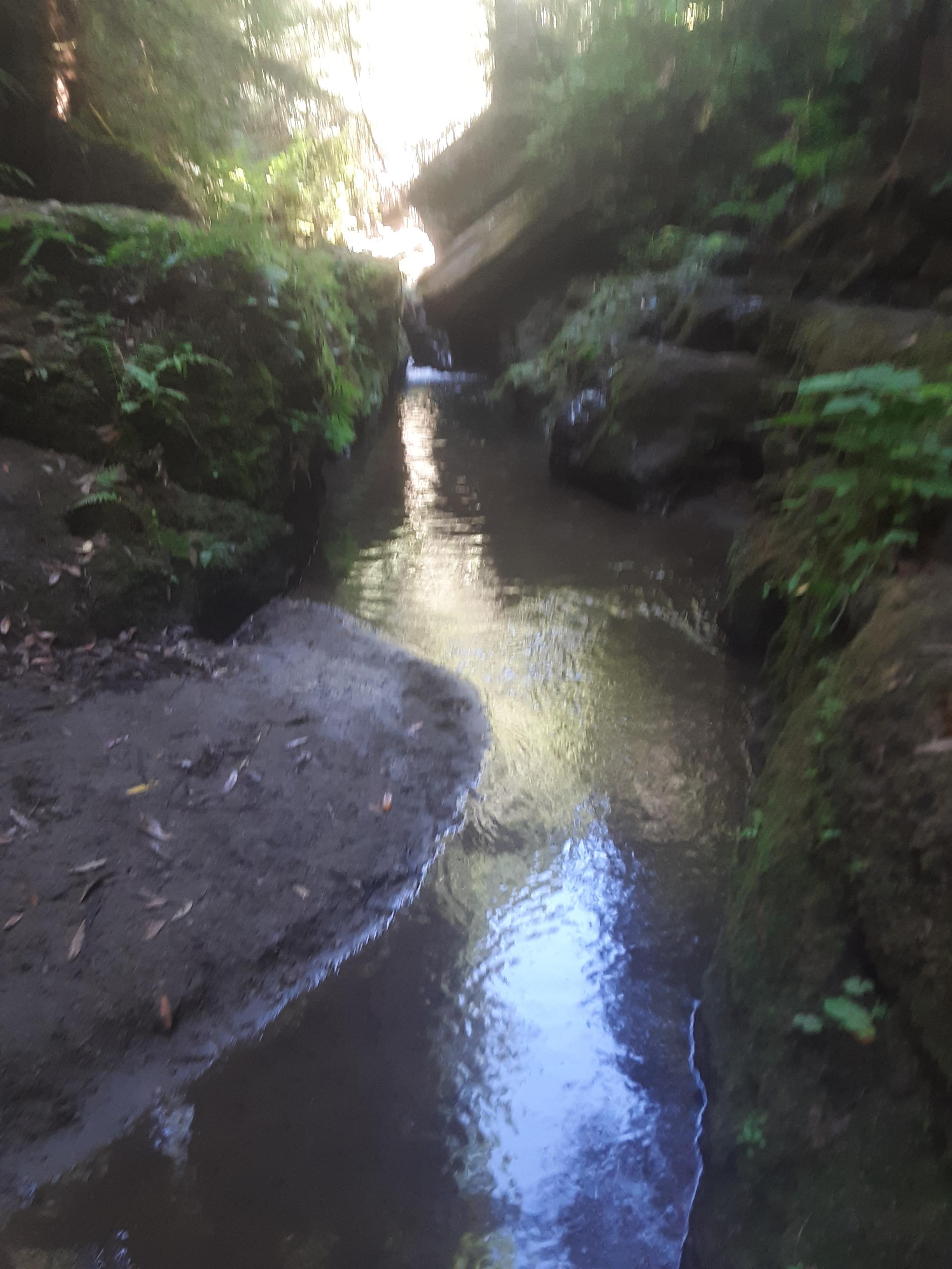The Forest of Nisene Marks State Park