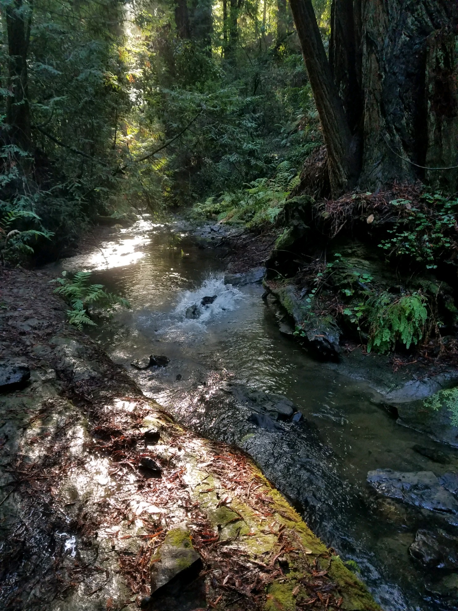 The Forest of Nisene Marks State Park