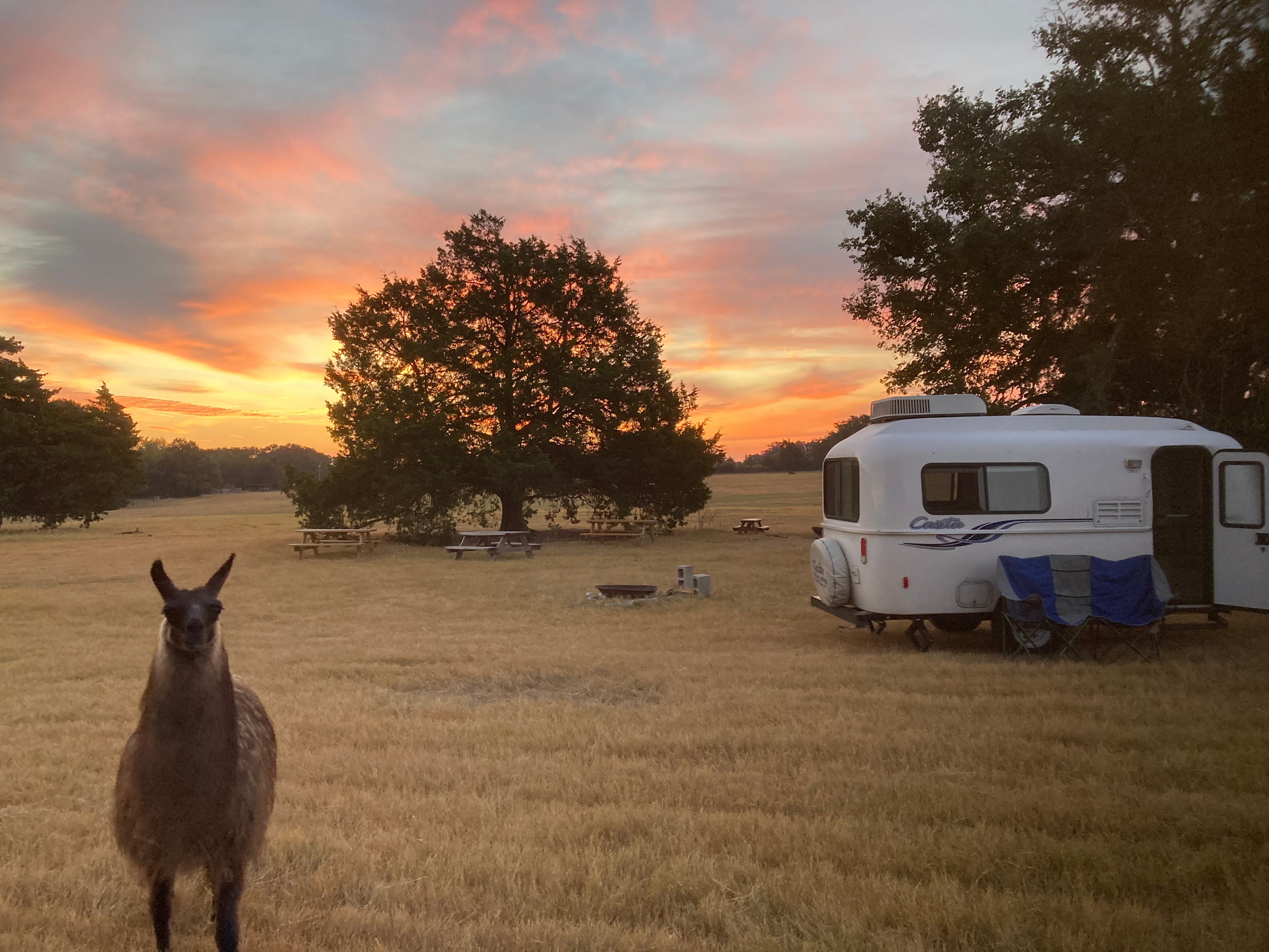 Llamaland Tent Camping