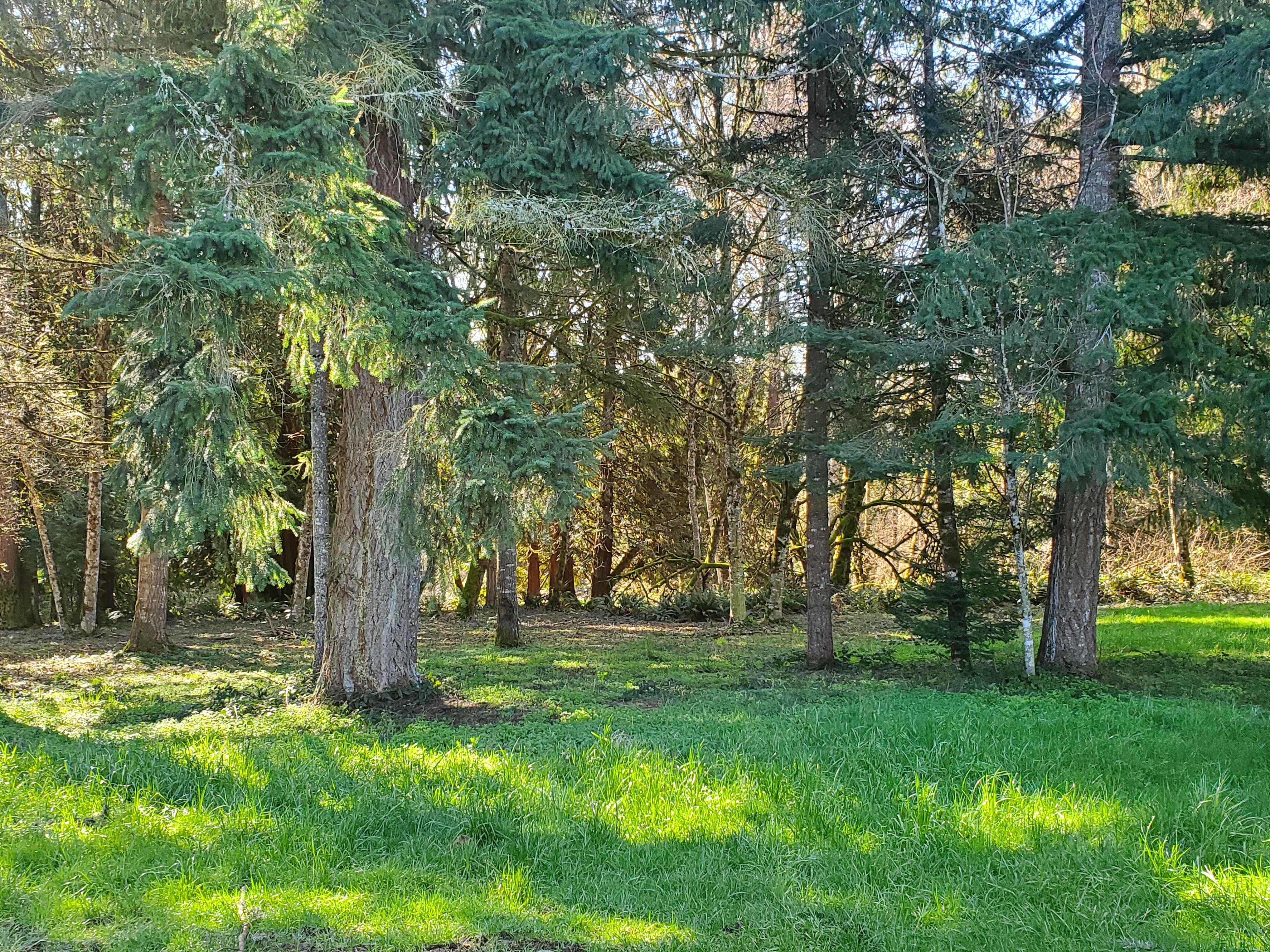 Camping with Llamas at Hidden Oaks!