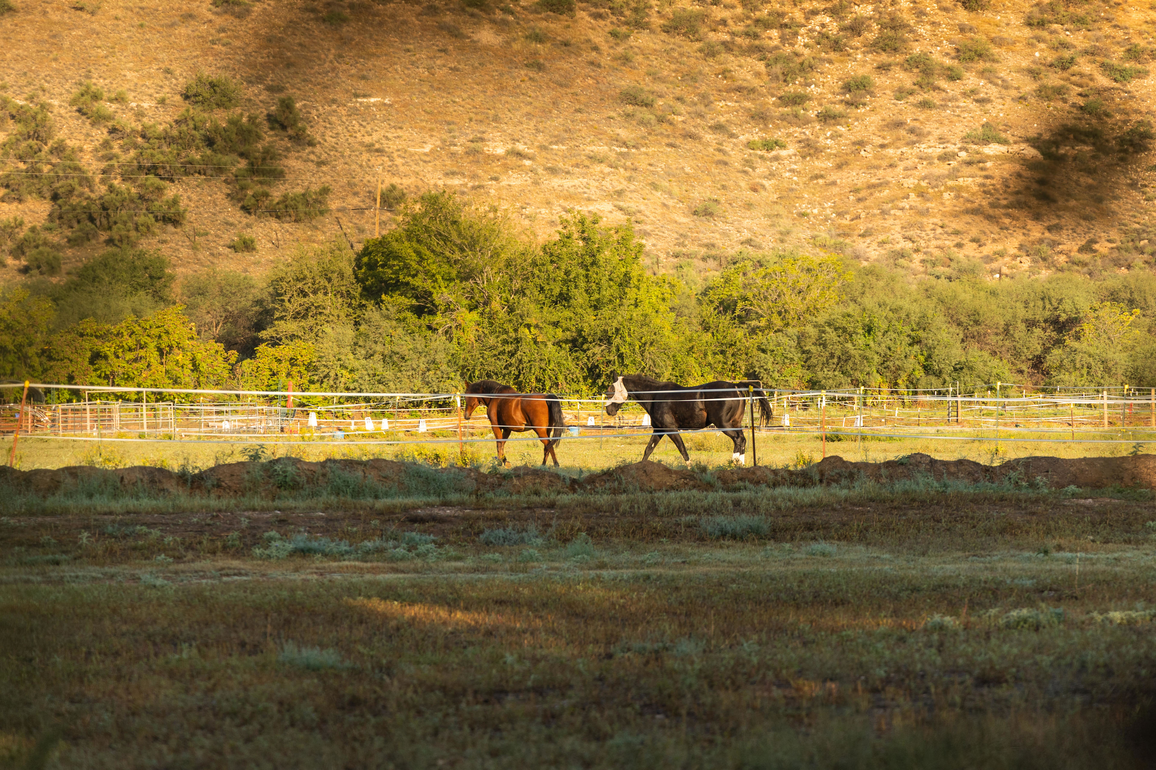 Cute horses nearby the property