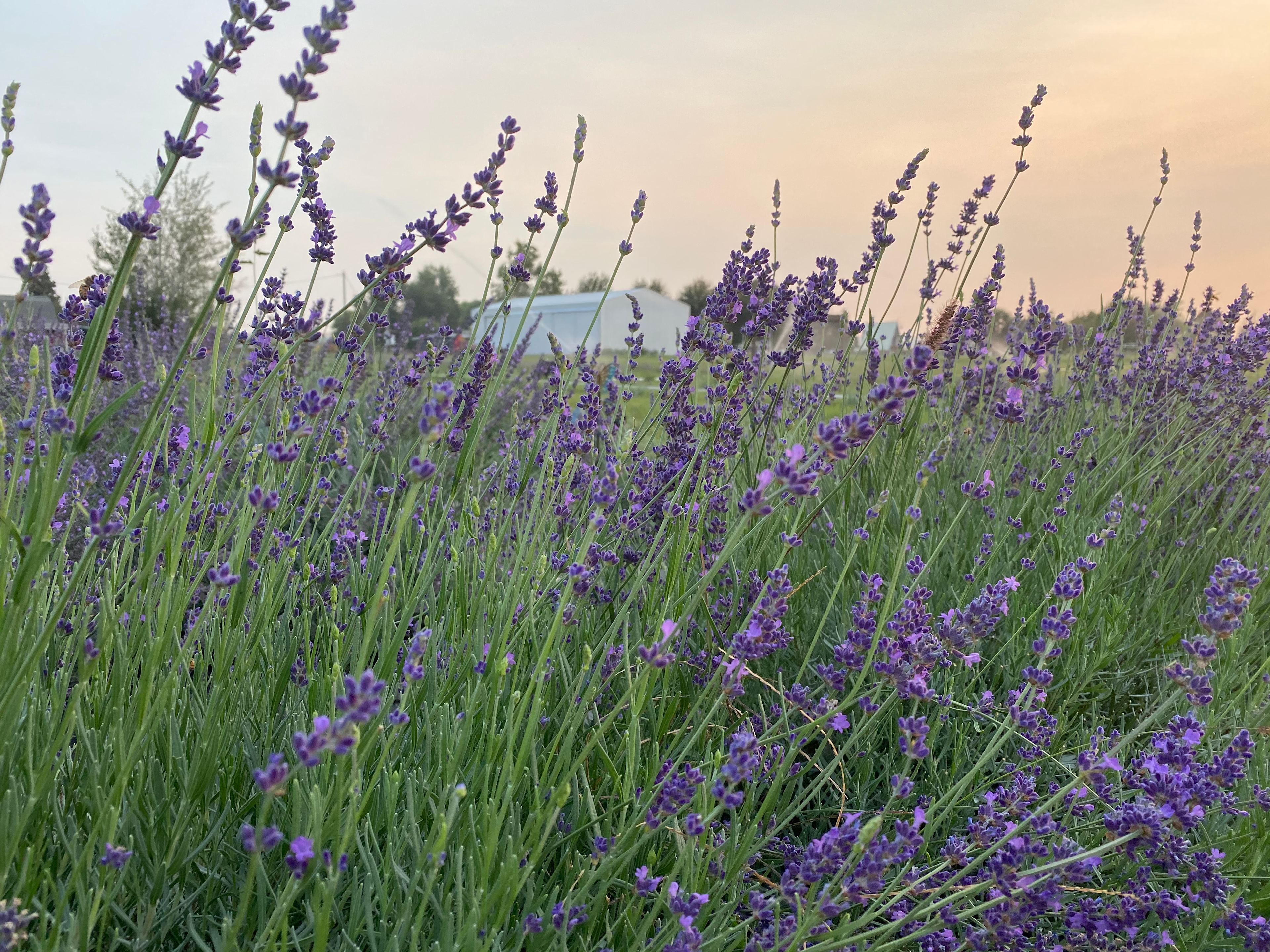 Relaxing, Peaceful Lavender Farm