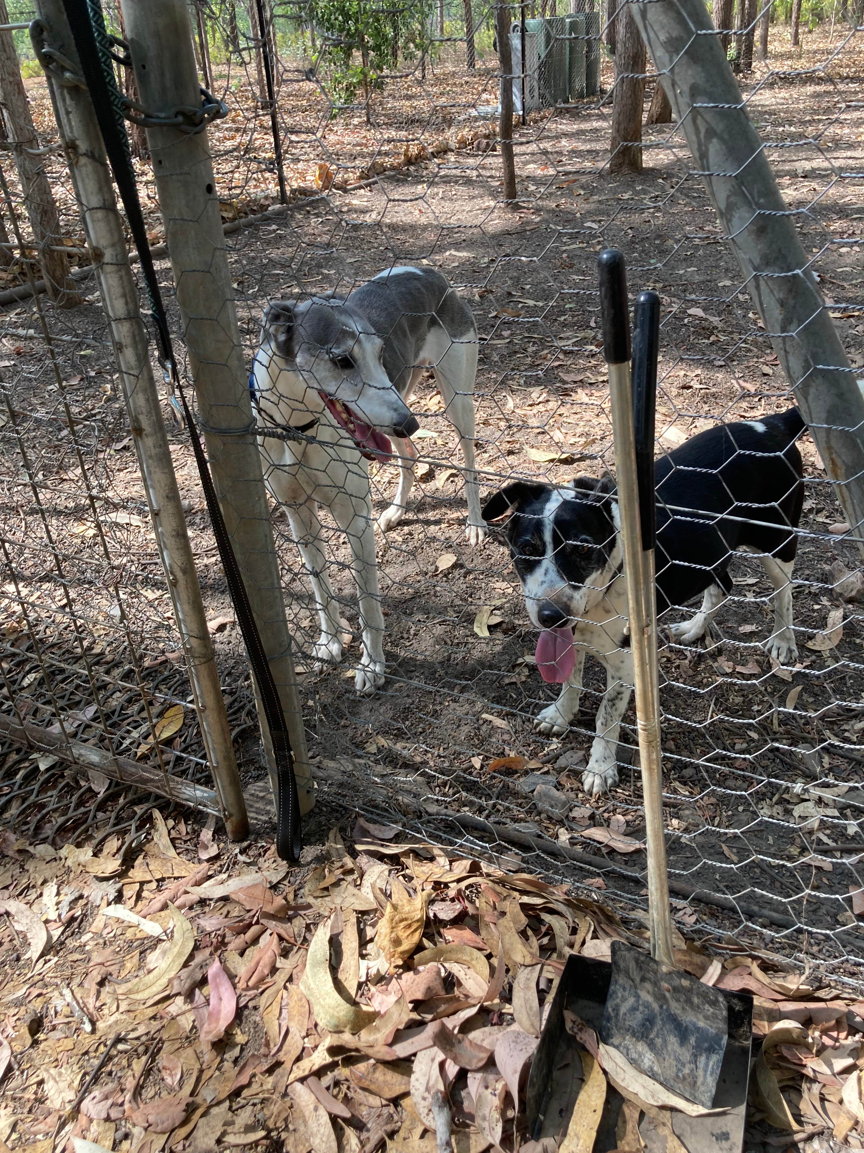 Secure exercise area for the dogs. I was impressed, the dogs not so🐾